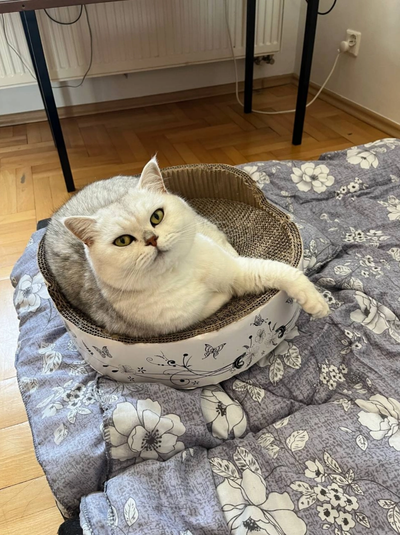 snezka - Avenida Pintor Baeza, Alicante