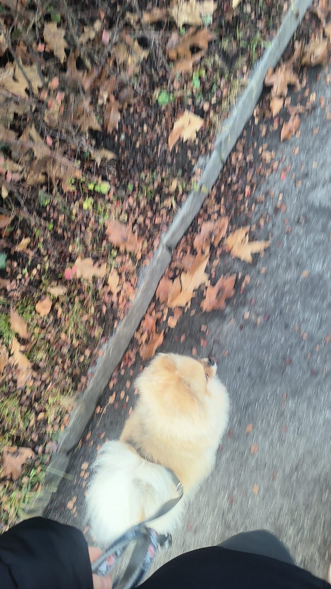 Queeny - Höhenstrasse 23, Gaiserwald