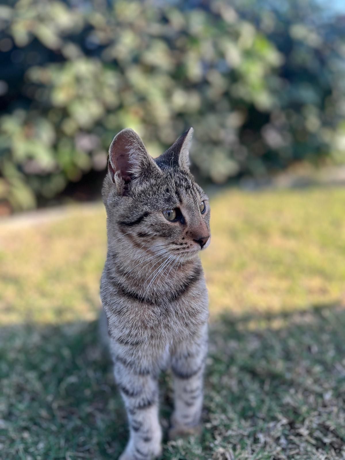 MirtyKarry - İsmet İnönü Bulvarı, Zeytinalanı