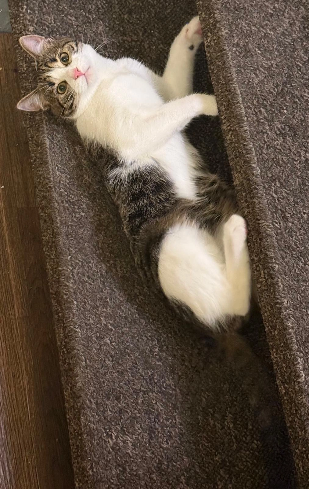 Micko - Kampener Stieg, Hamburg