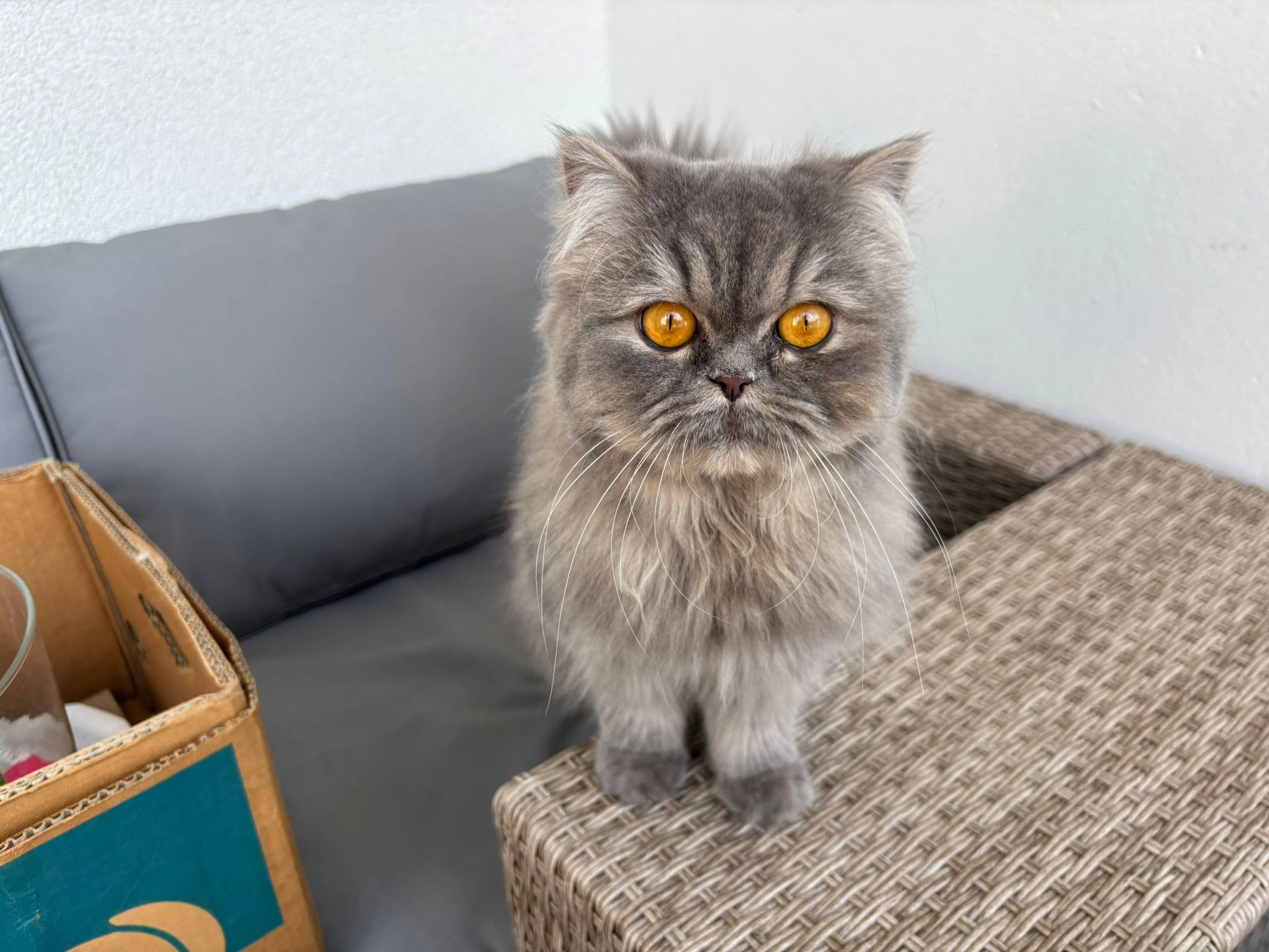 Hailey - Zur Feldschlange, Ried im Innkreis