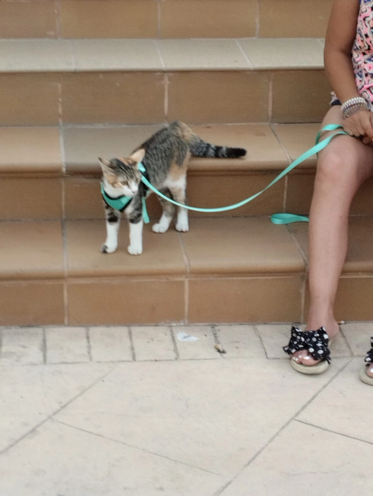 Aura - Ronda José Samper García, Torrevieja