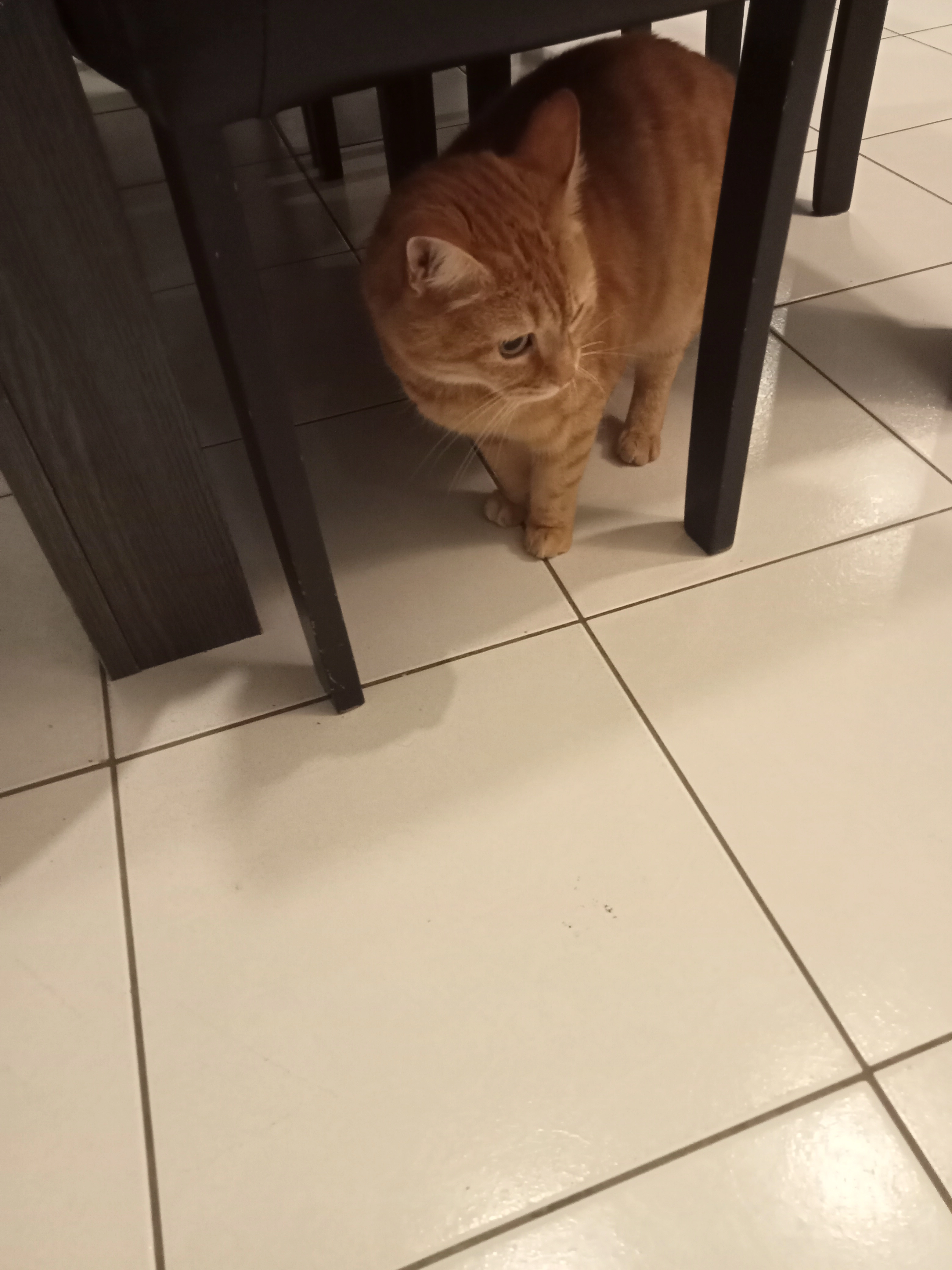 Simba - Avenue Des Marlières, Libercourt