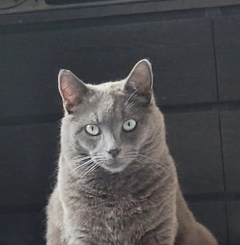 Gohan - 3 Rue Jean-Marie Allain, Ploubezre