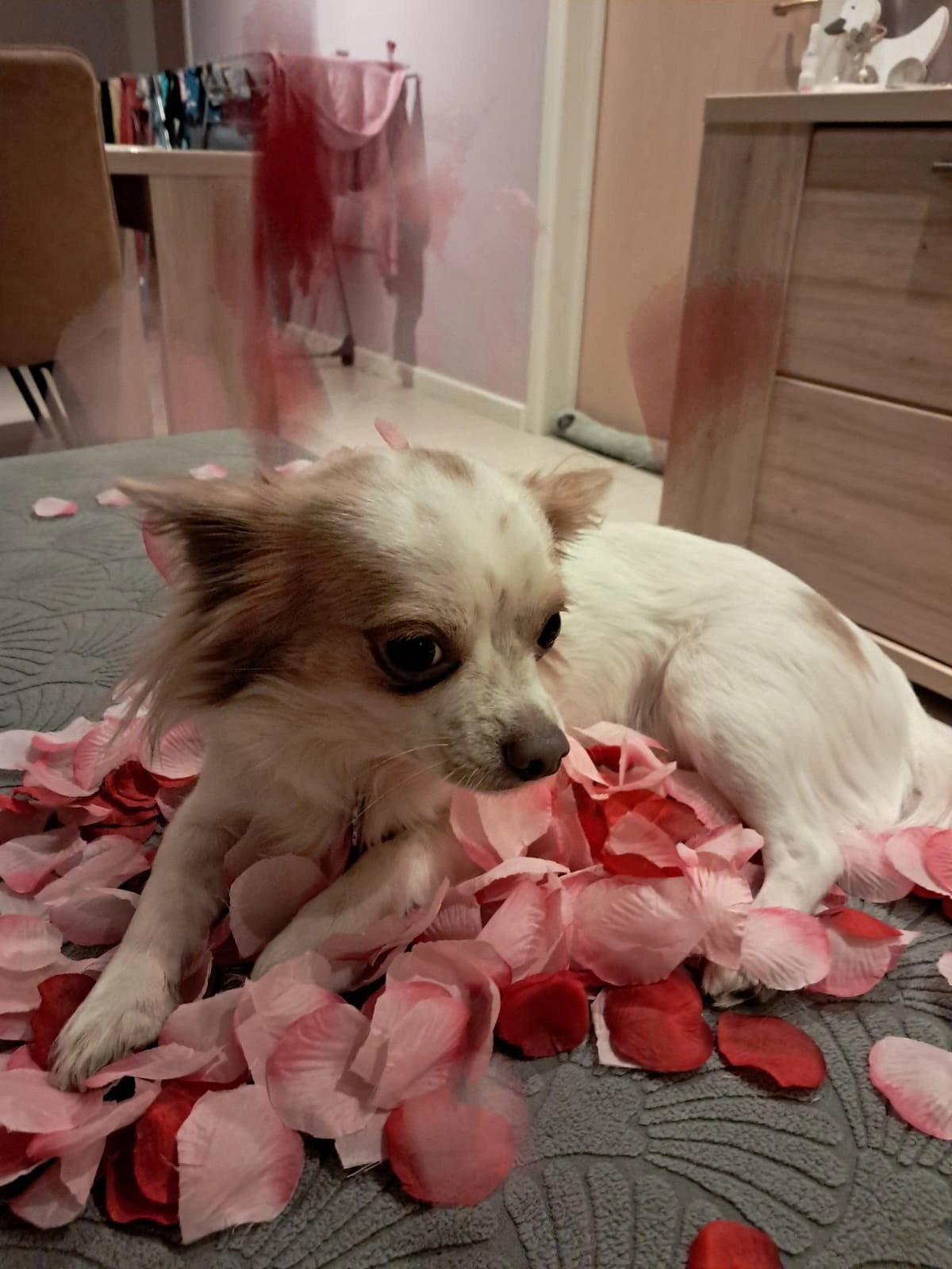 Charlie - Pastoriestraat 7, Oudsbergen