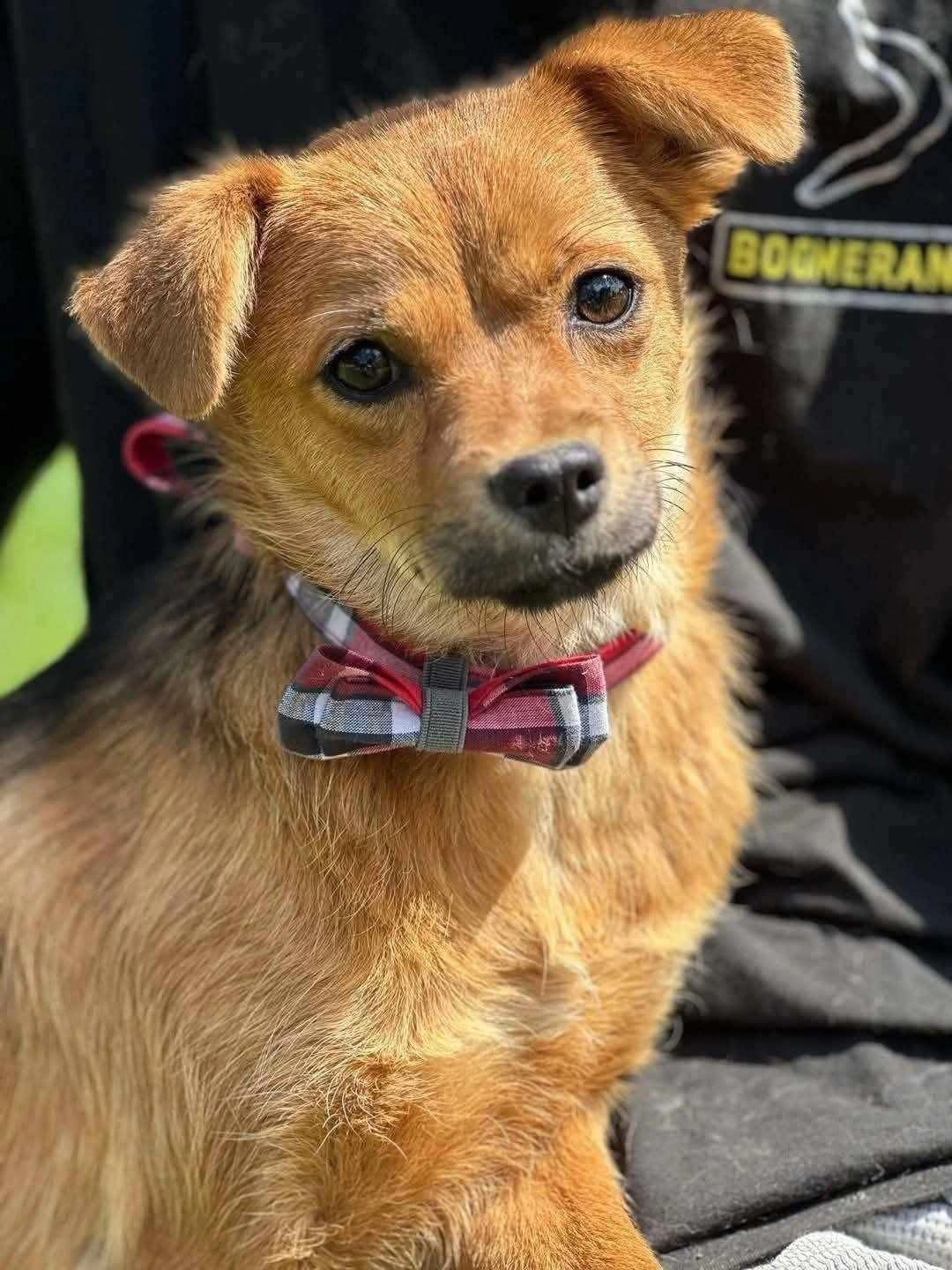 Pumpkin - Pleinstraat, Heusden-Zolder