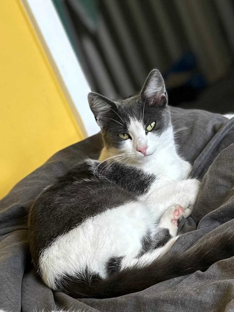 Peppa  - Bluebell Way, Felixstowe