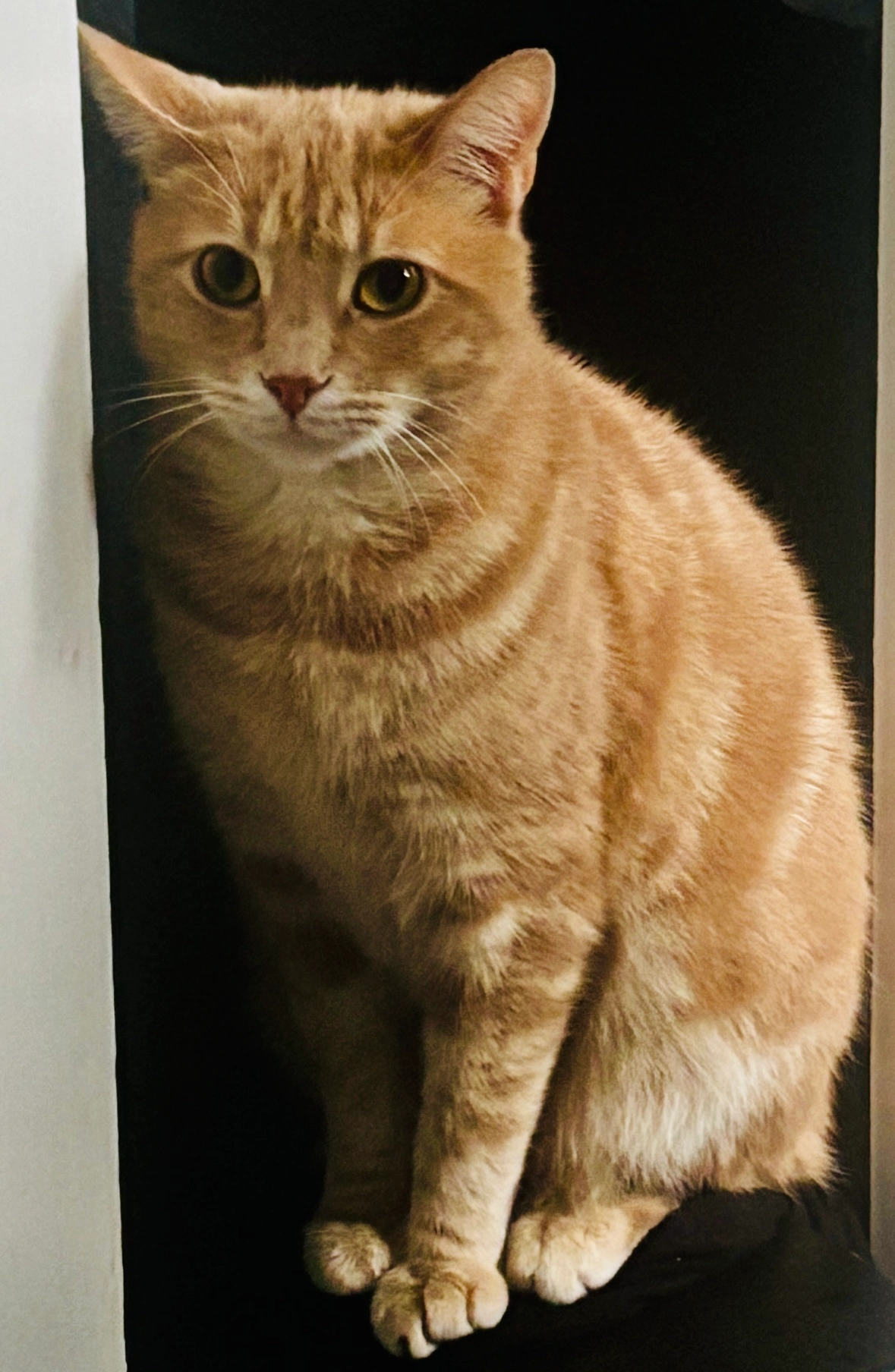 Lucifer - Foggyley Place, Dundee