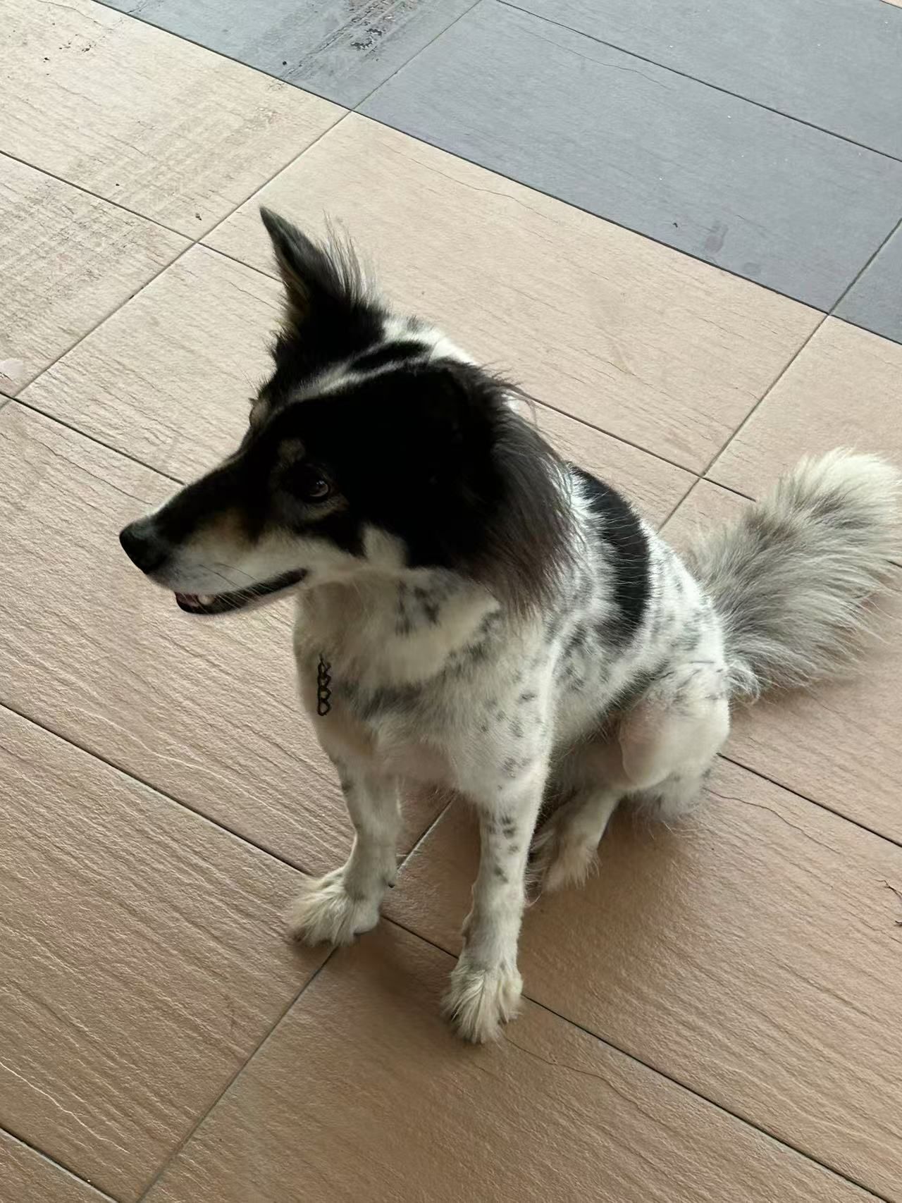 doggy - Jalan SJ 5/2A, Kampung Dalam