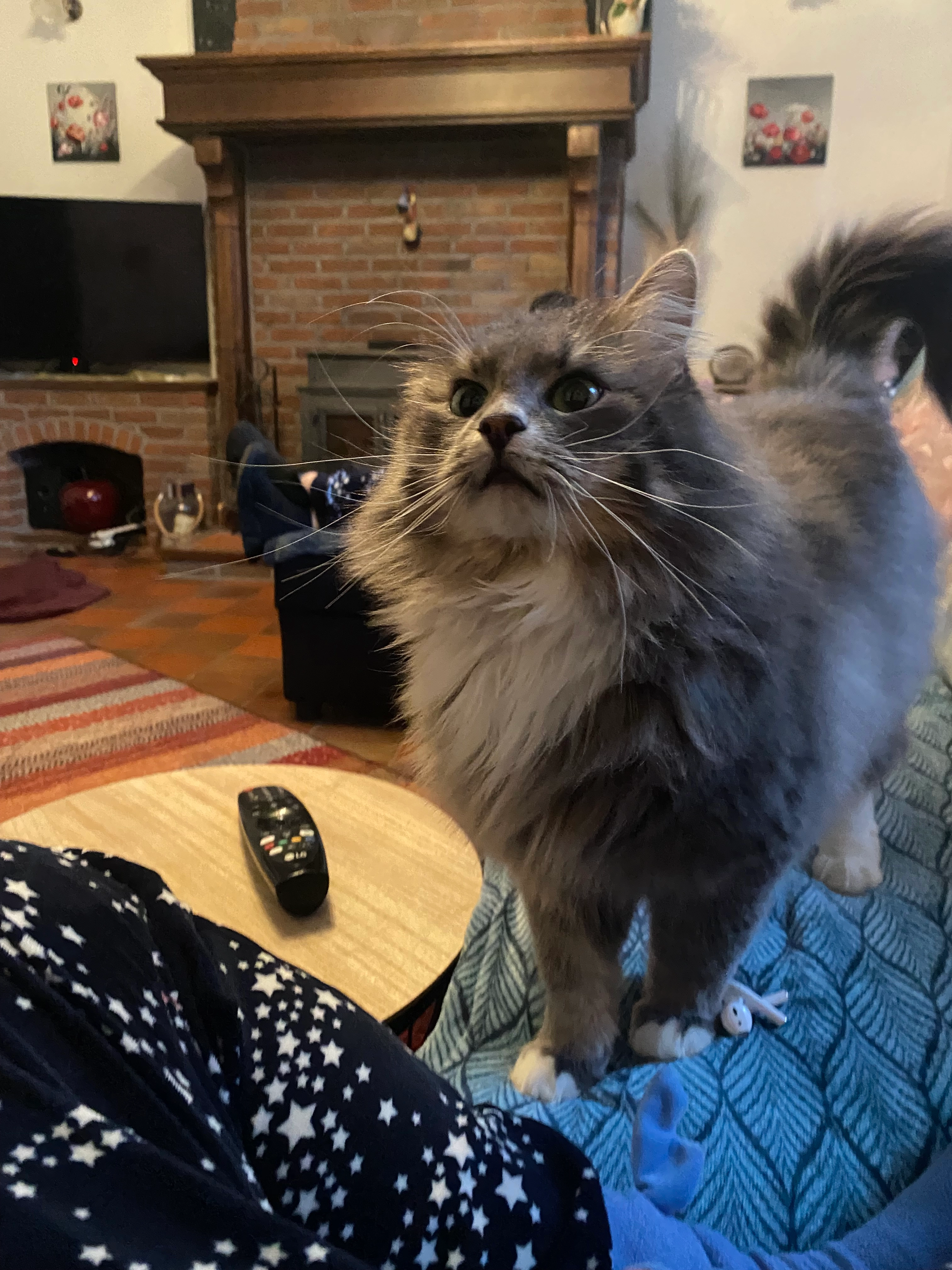 Blue - LΓ©on Boereboomlaan, Zaventem