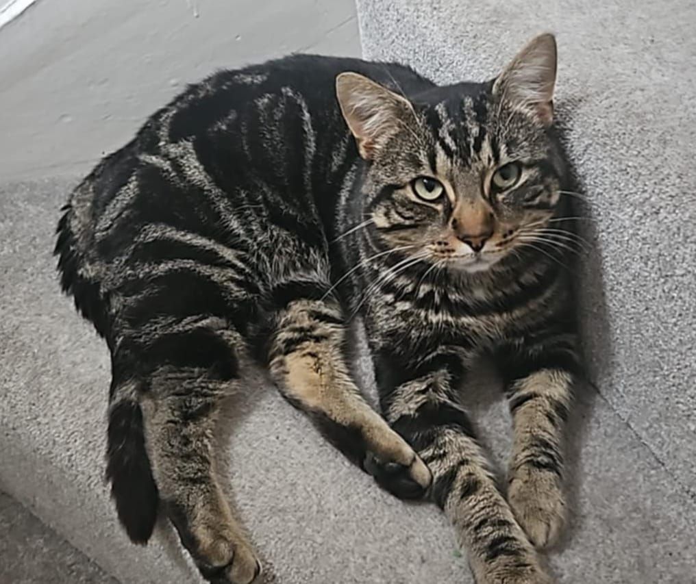 Frankie - CA2 7, Carlisle