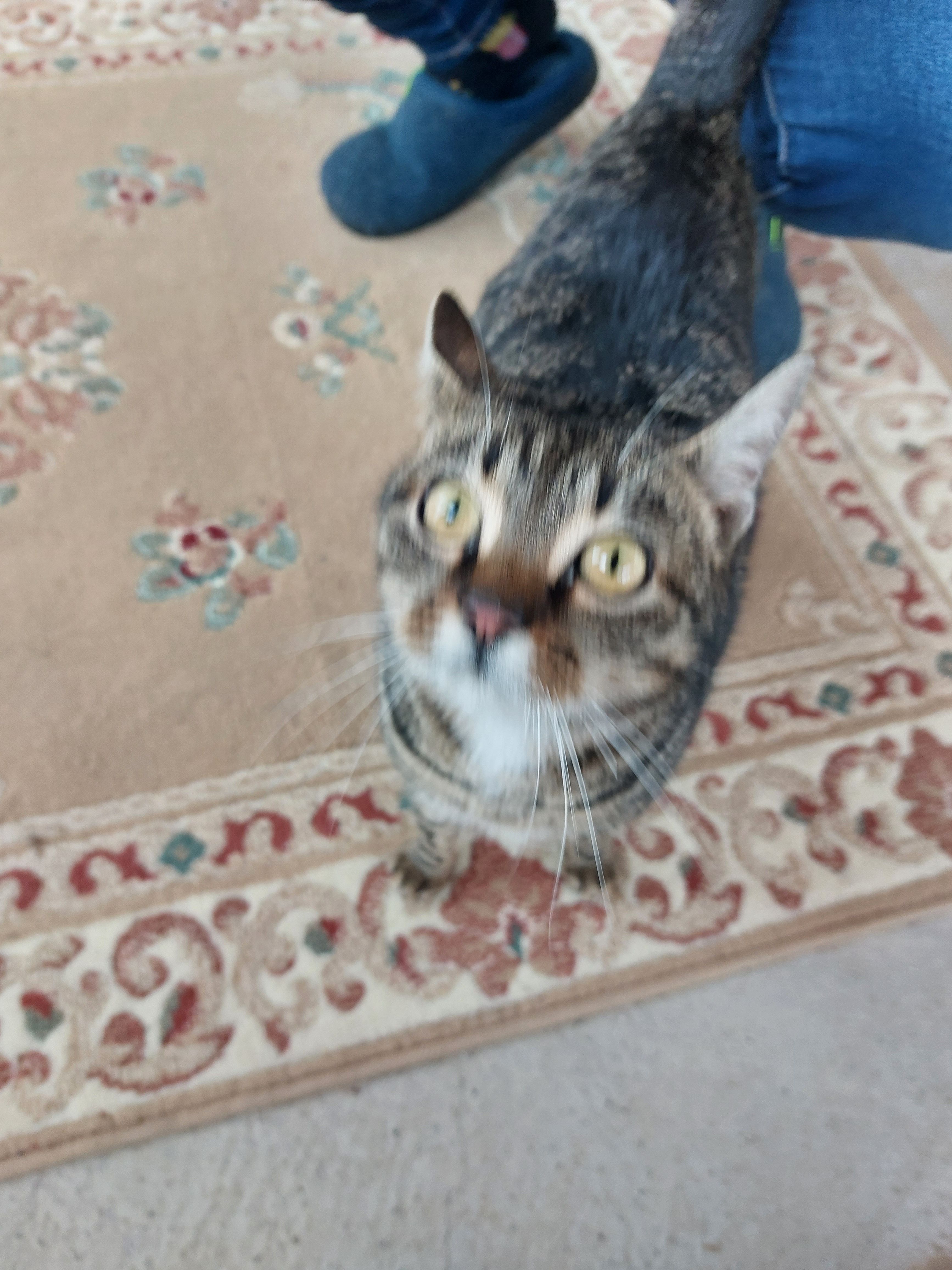 Schnuggi - Andersdorf, Sankt Georgen im Lavanttal