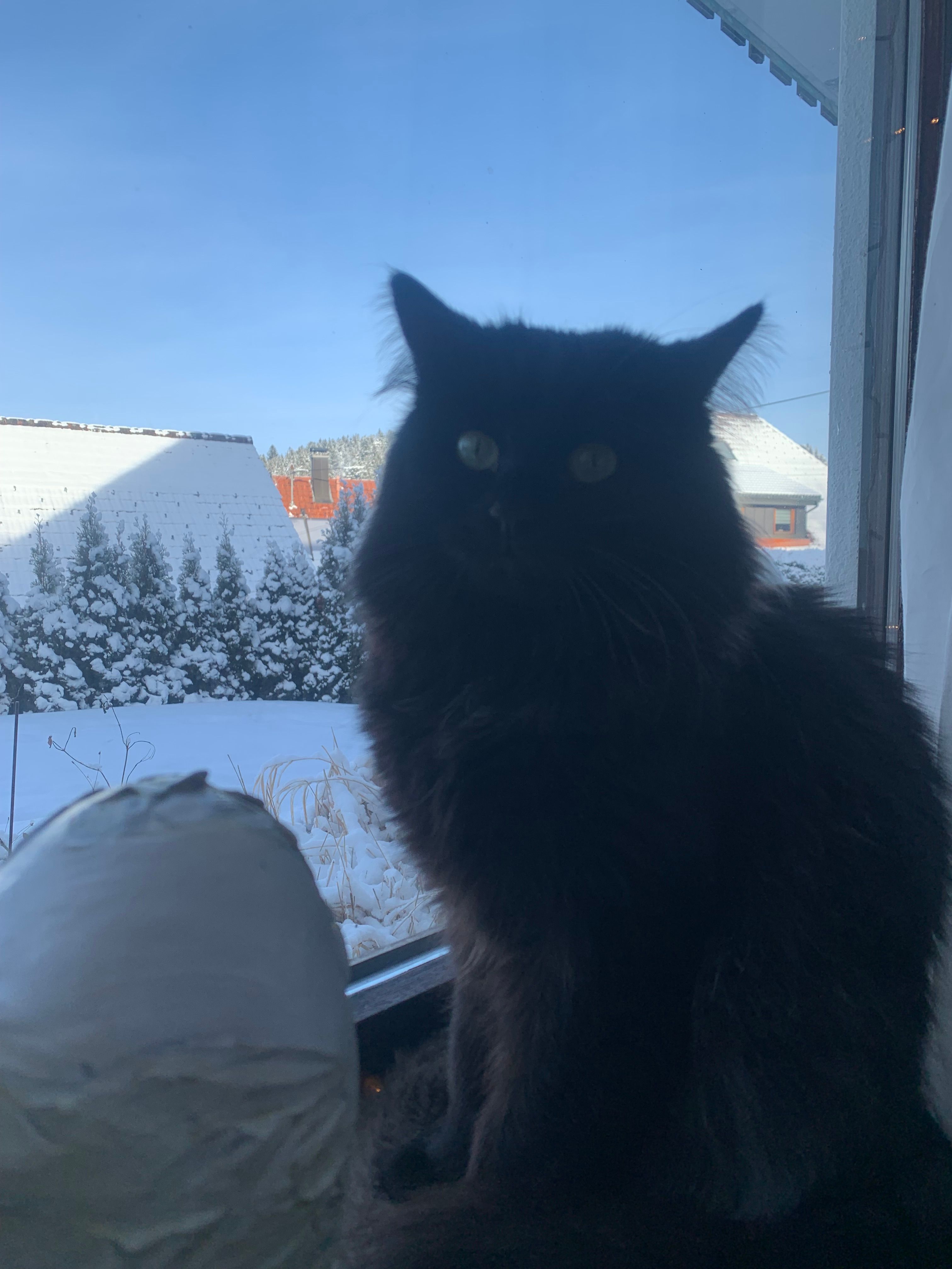 Ohnezahn - Haslachfeld, Feldberg