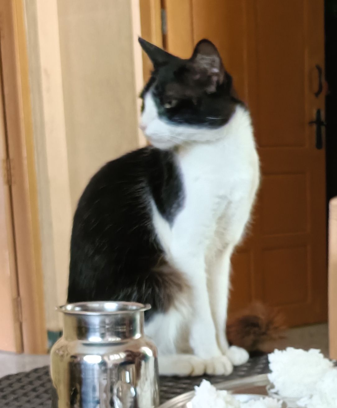 Missing Cat - Vasudevanallur, Sivagiri