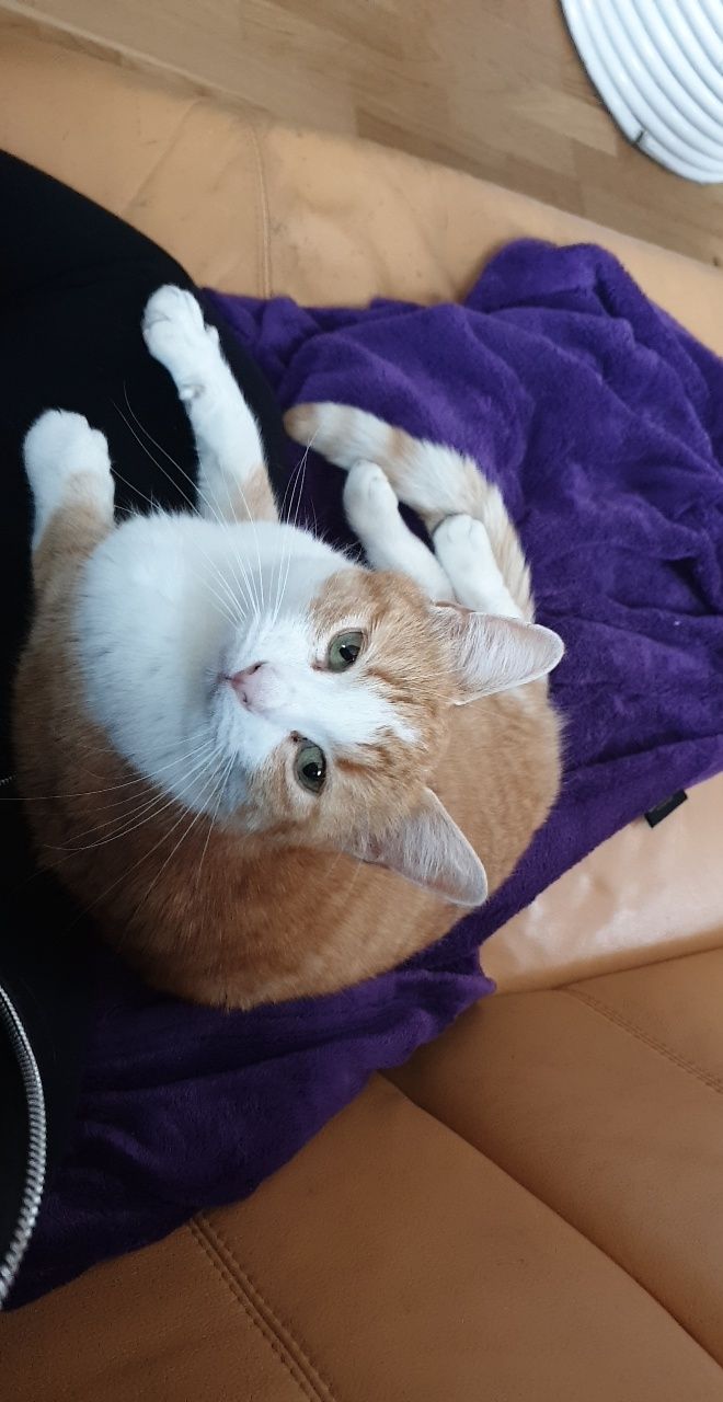 Zorro - Nussbaumstrasse 6, Zizers