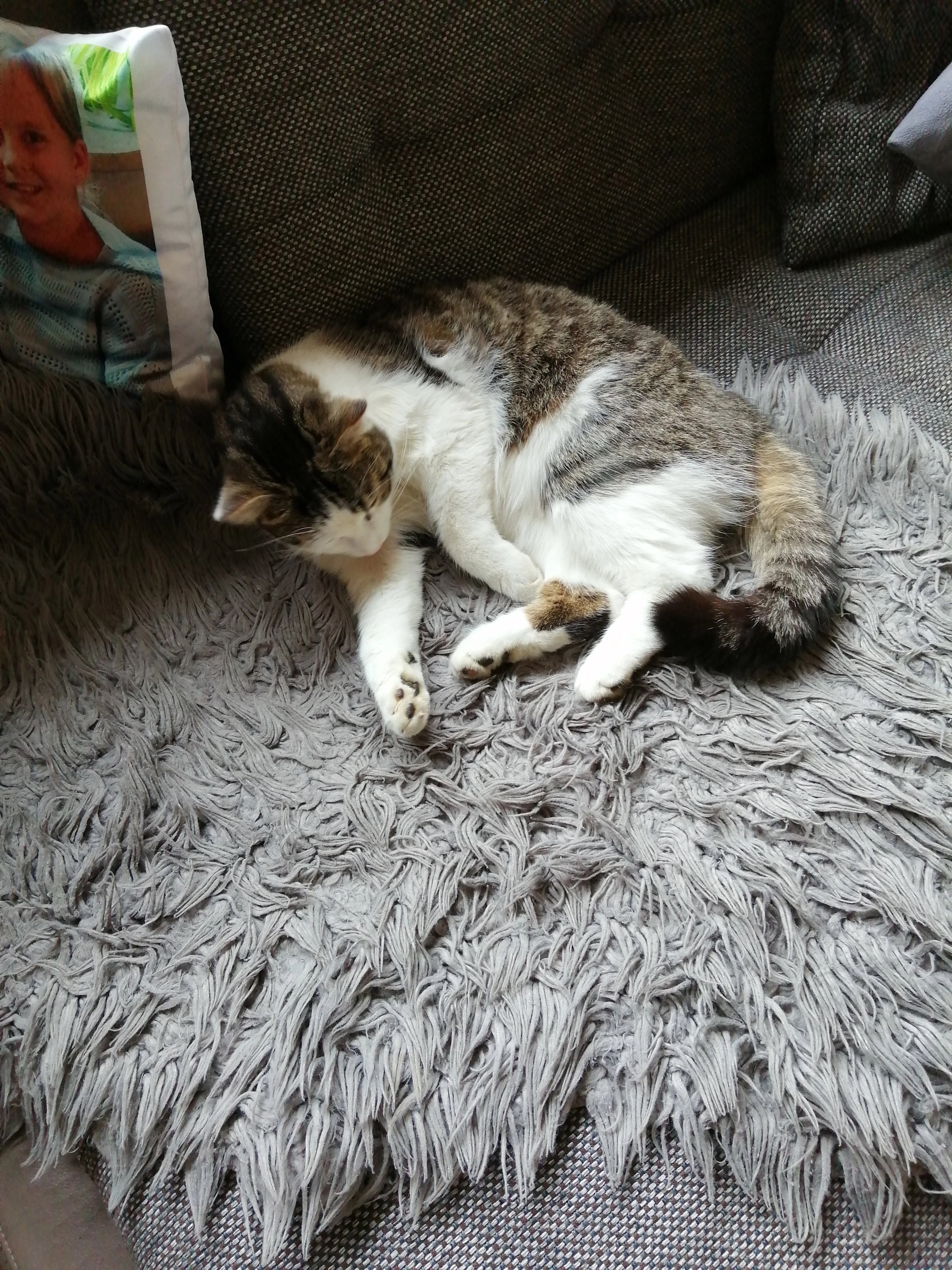 Tiger - Wallerdorfer Straße, Rain