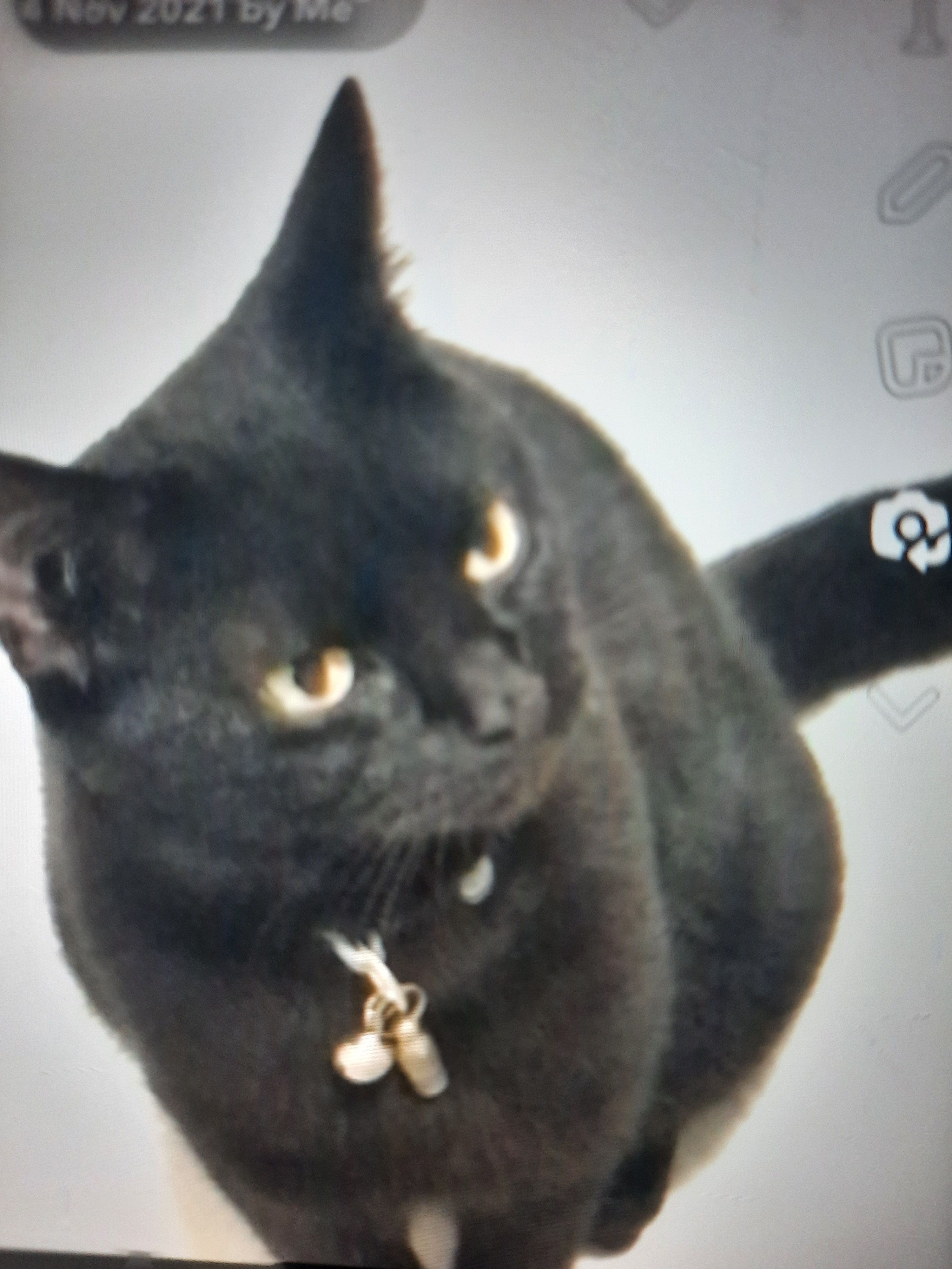 Jasper - Abbey Foregate, Shrewsbury