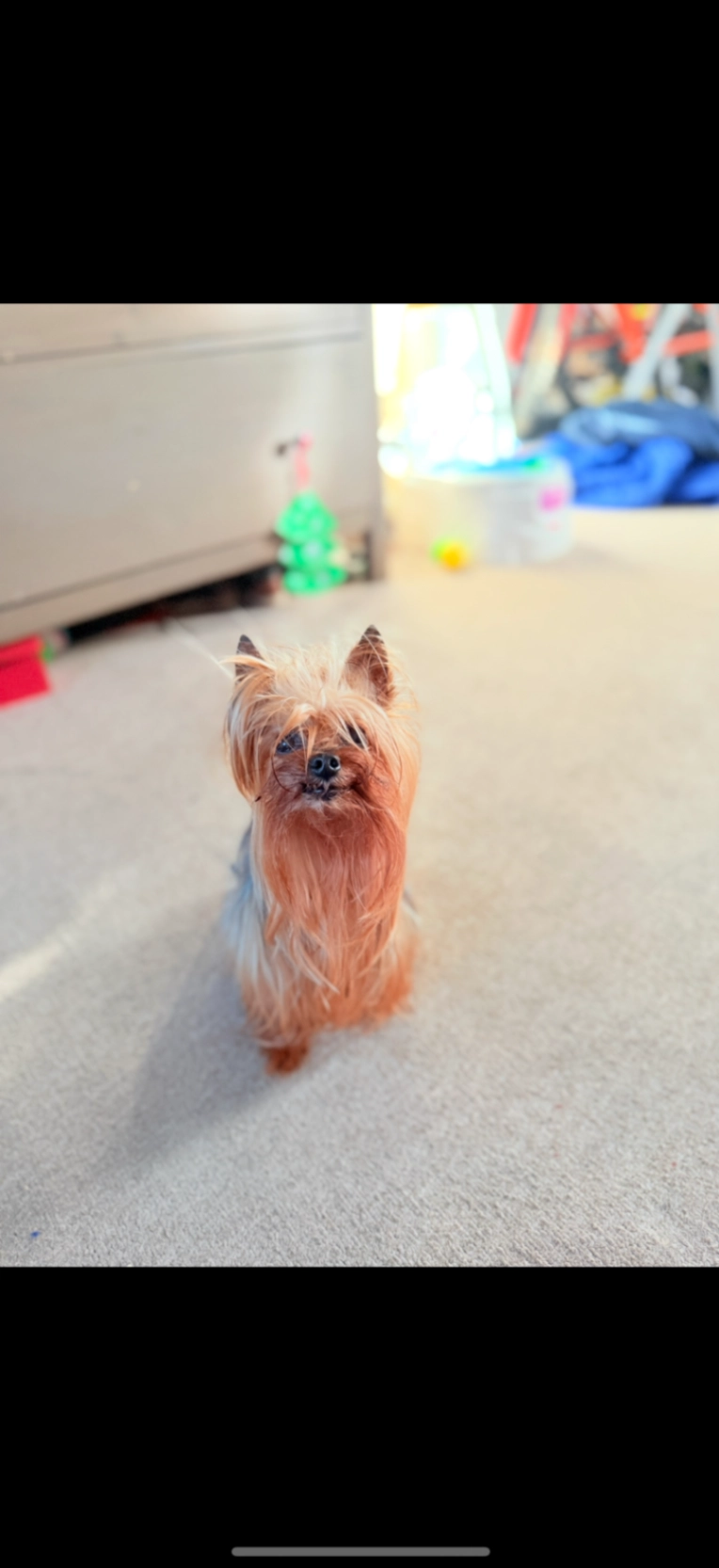 York share terrire - New Cheveley Road, Newmarket