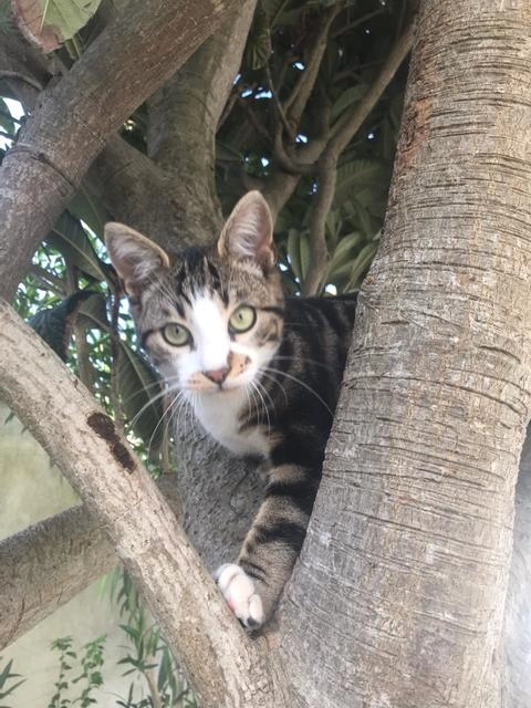 Max - 5 Rue Gabriel Fauconnier, Châtelaillon-Plage