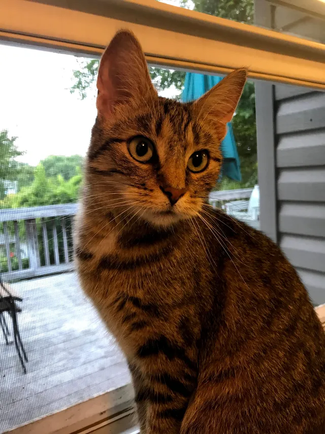 Rosie - Welsh Drive, Rockville