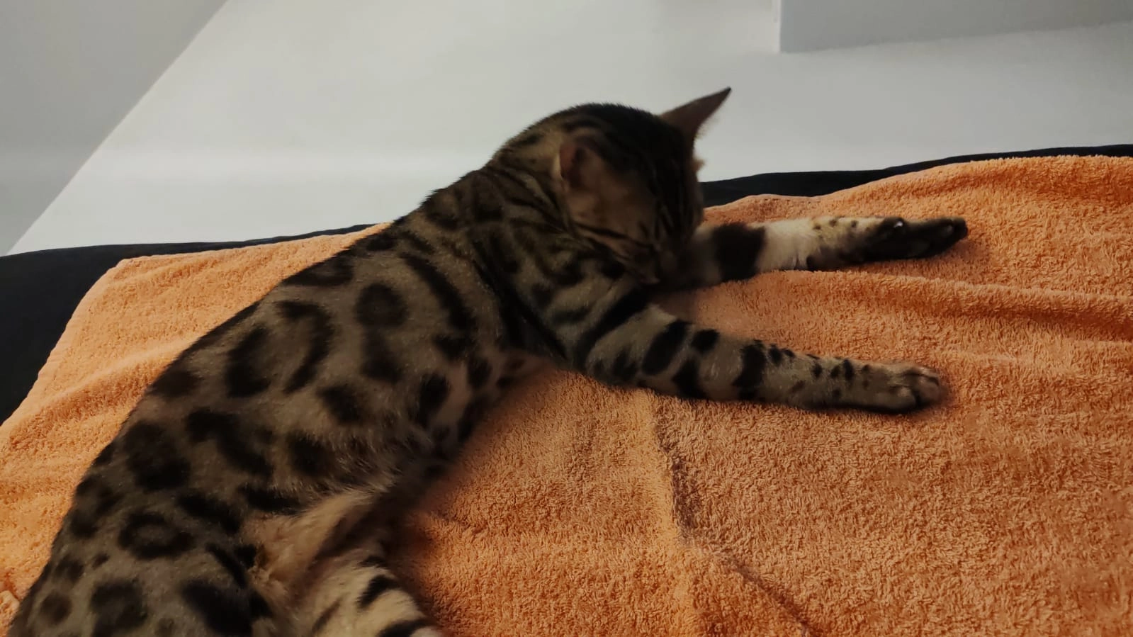 Shiva - Avenida Águila Coronada, Mijas