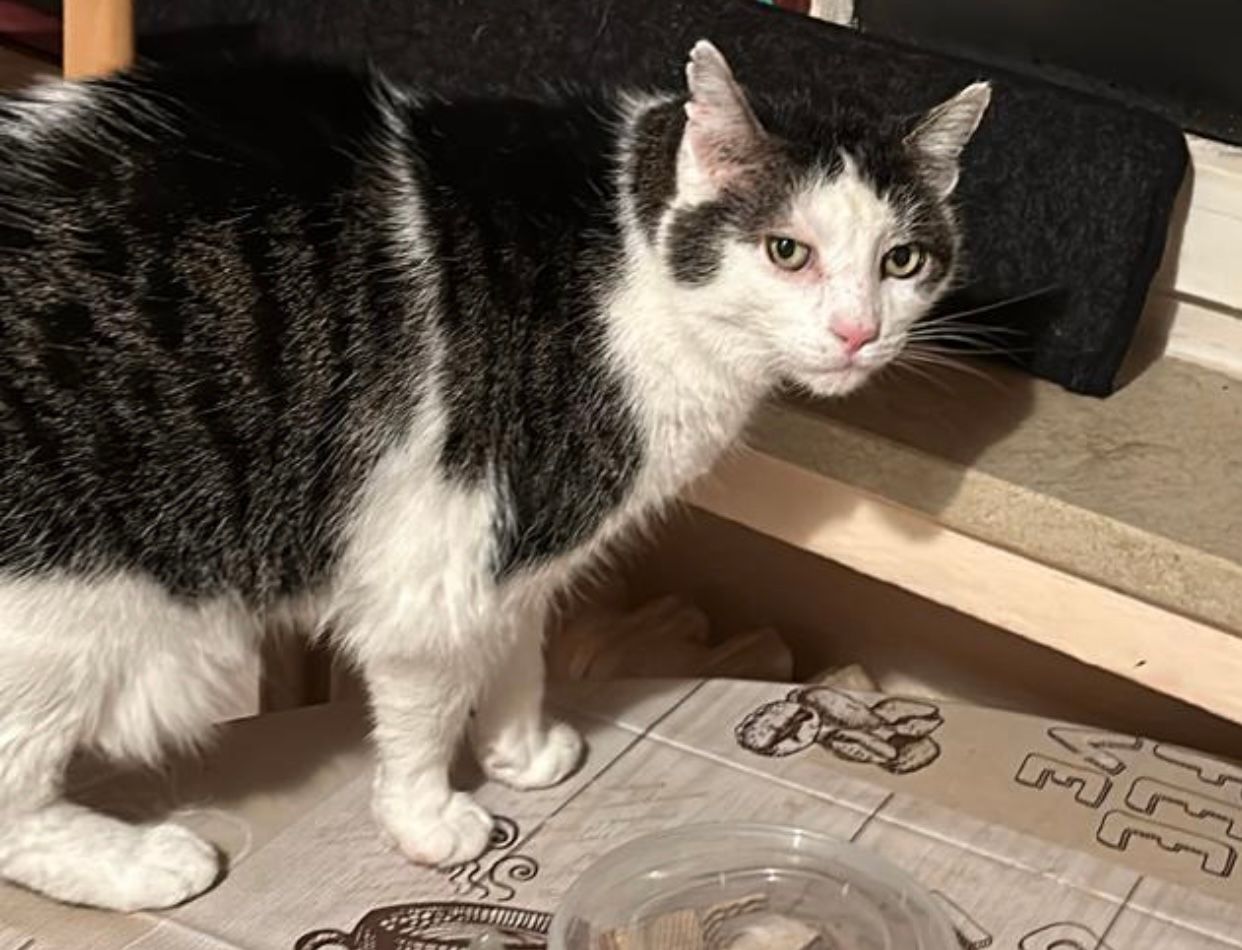 Mauzi  - Ferdinand-Thomas-Weg, Braunlage