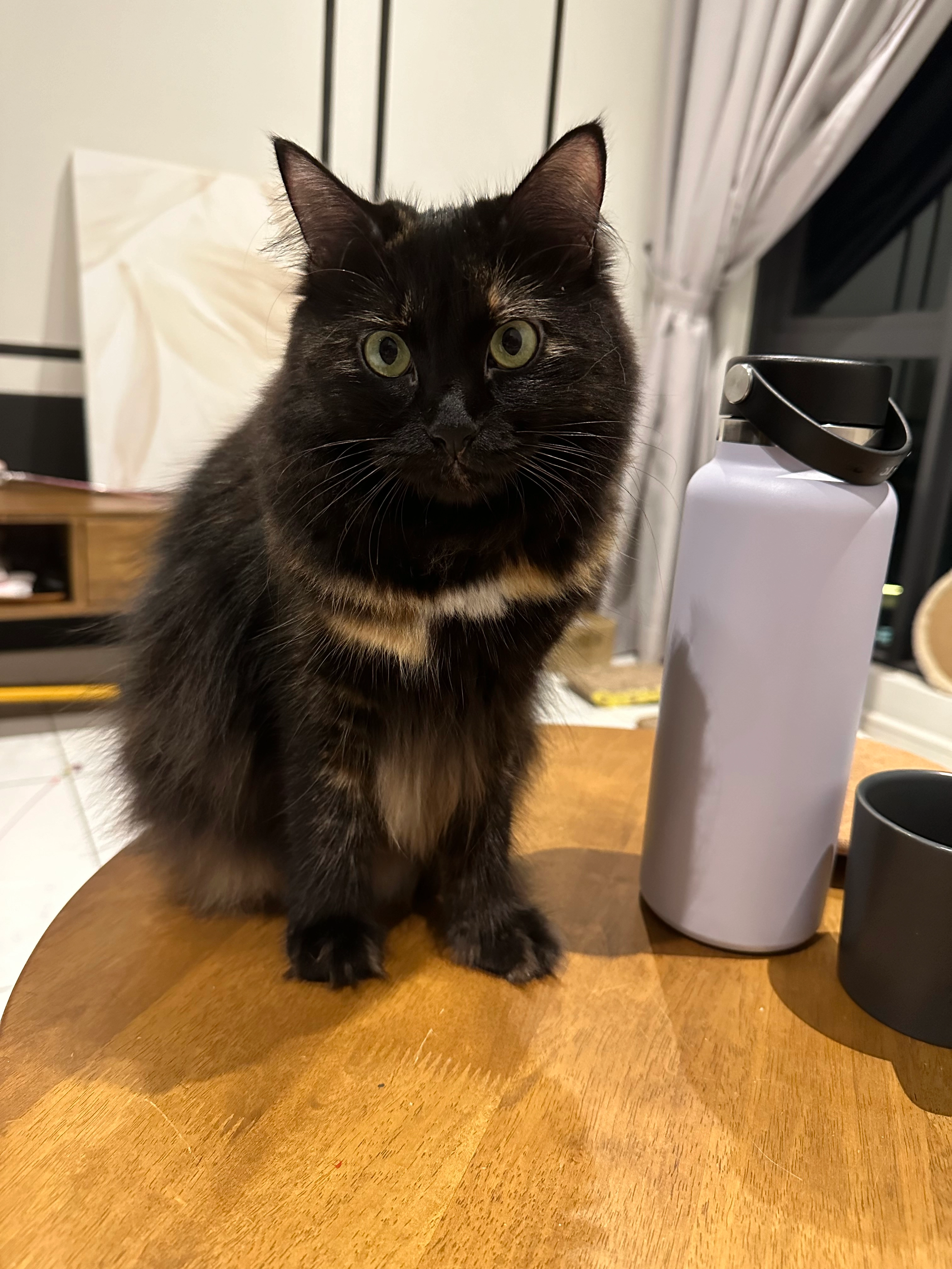 Shiro - 13500, Permatang Pauh