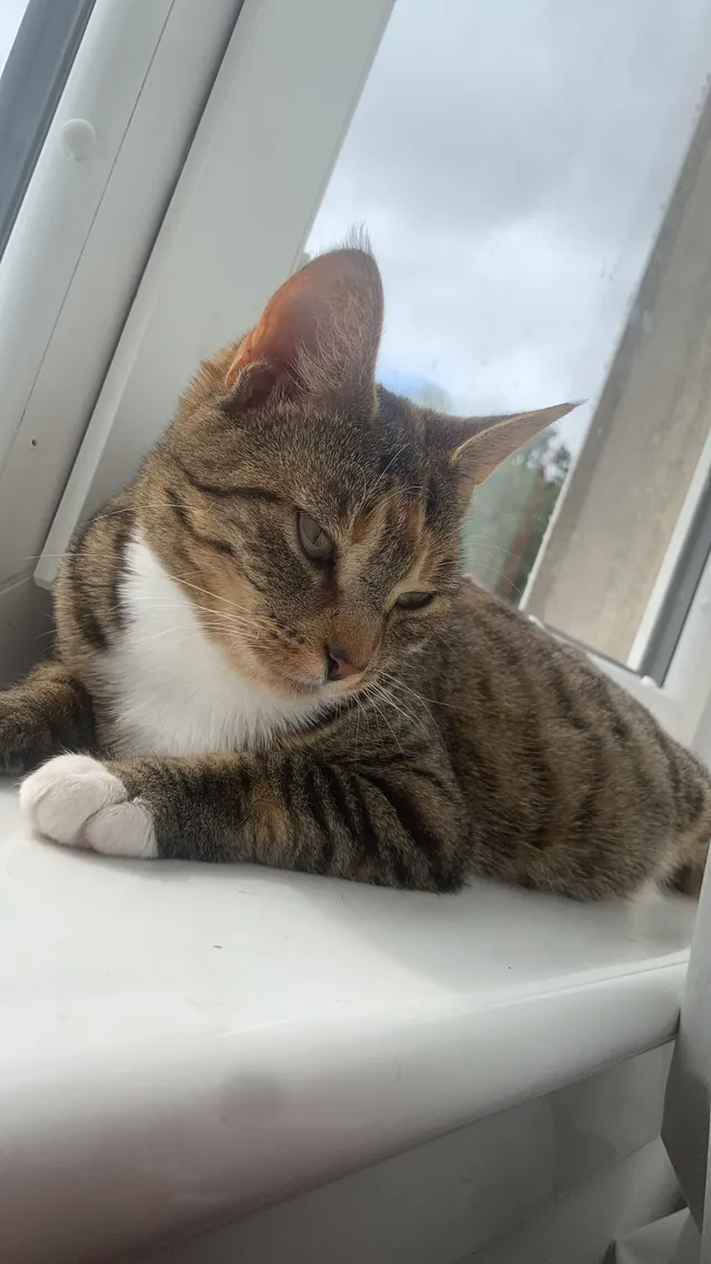 Sasha - Ladymuir Crescent, Glasgow