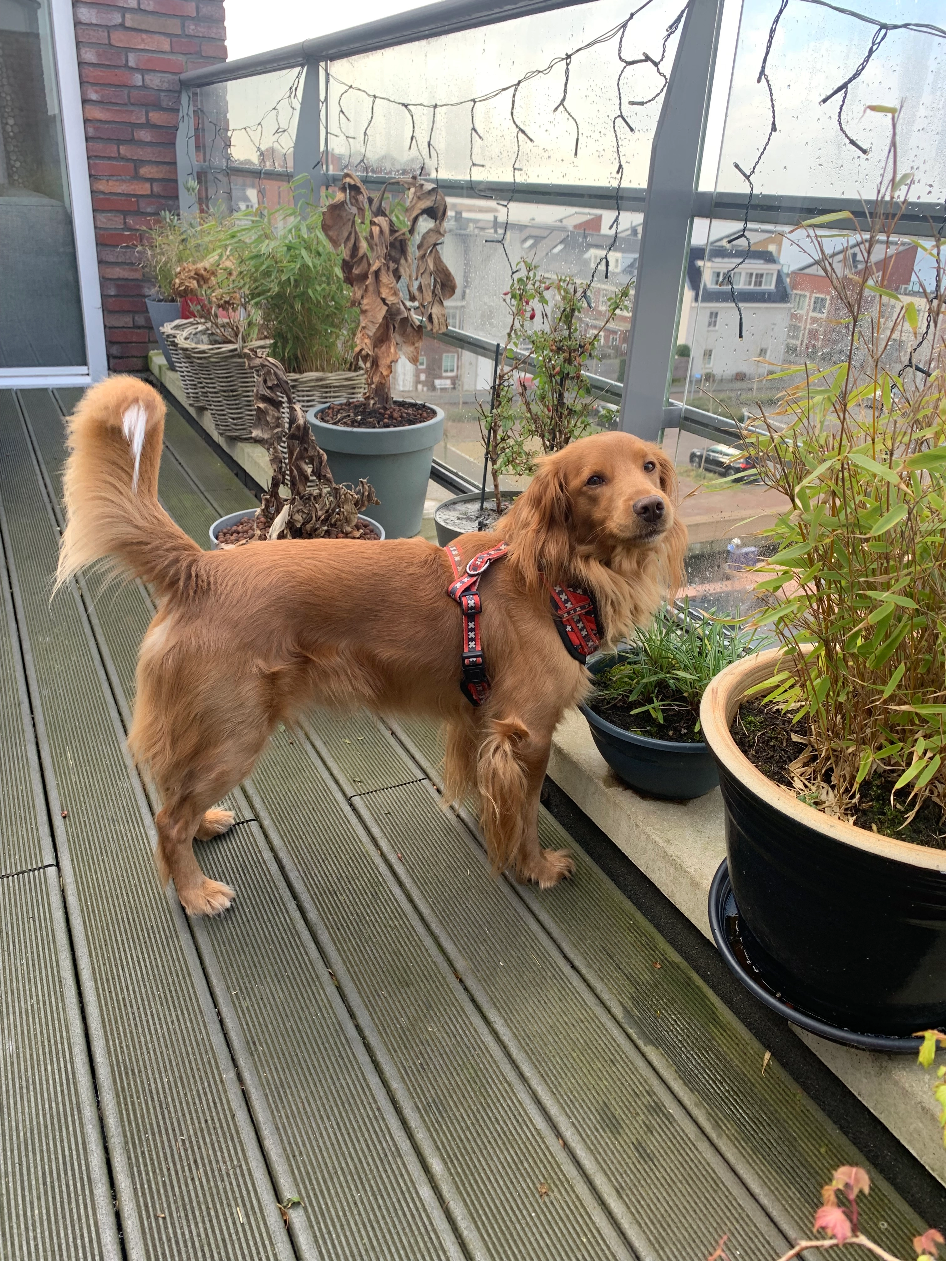 Sky - Rijnland, Spaarndam