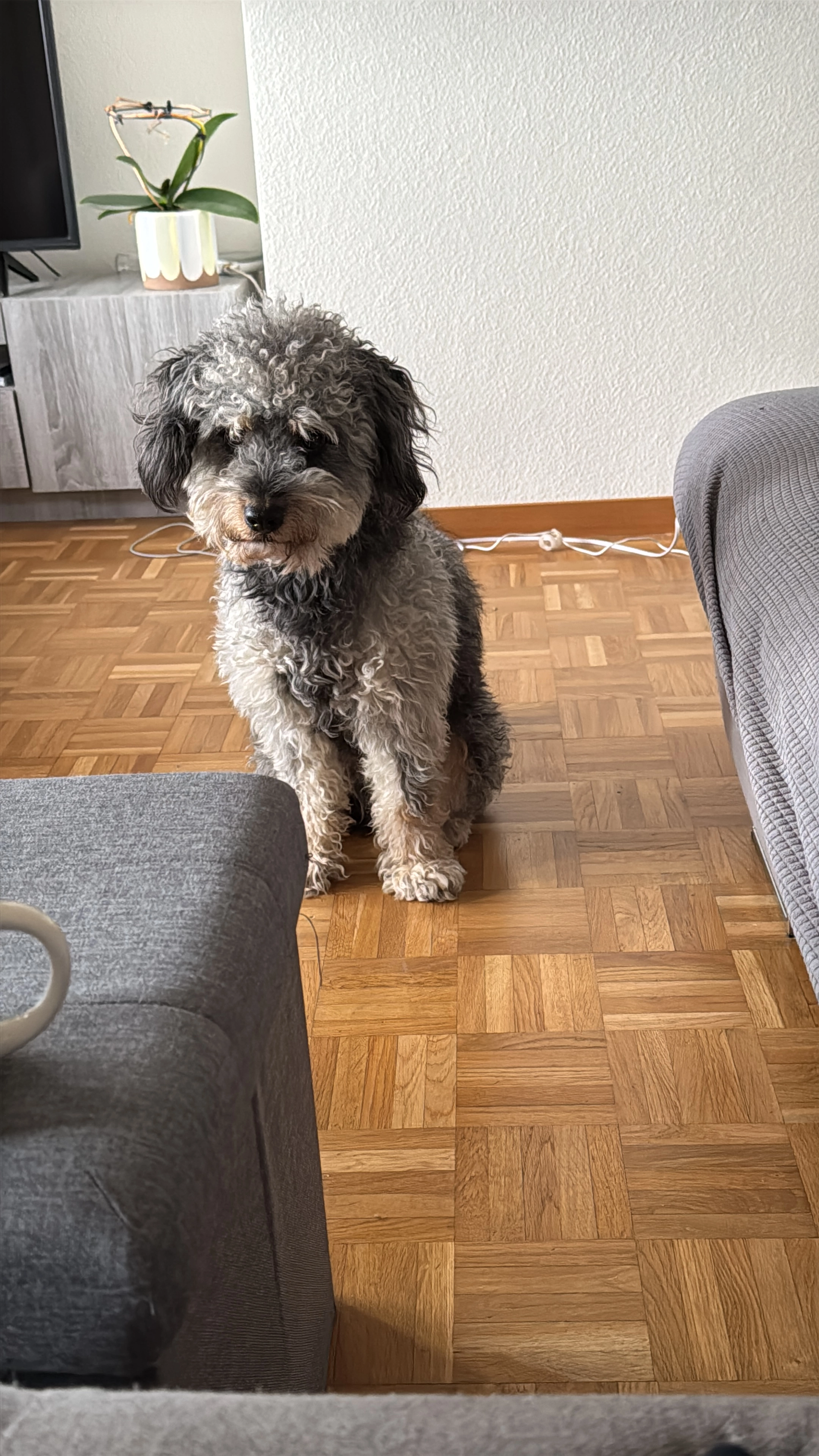 Fredi - Avenue Druey 6, Lausanne