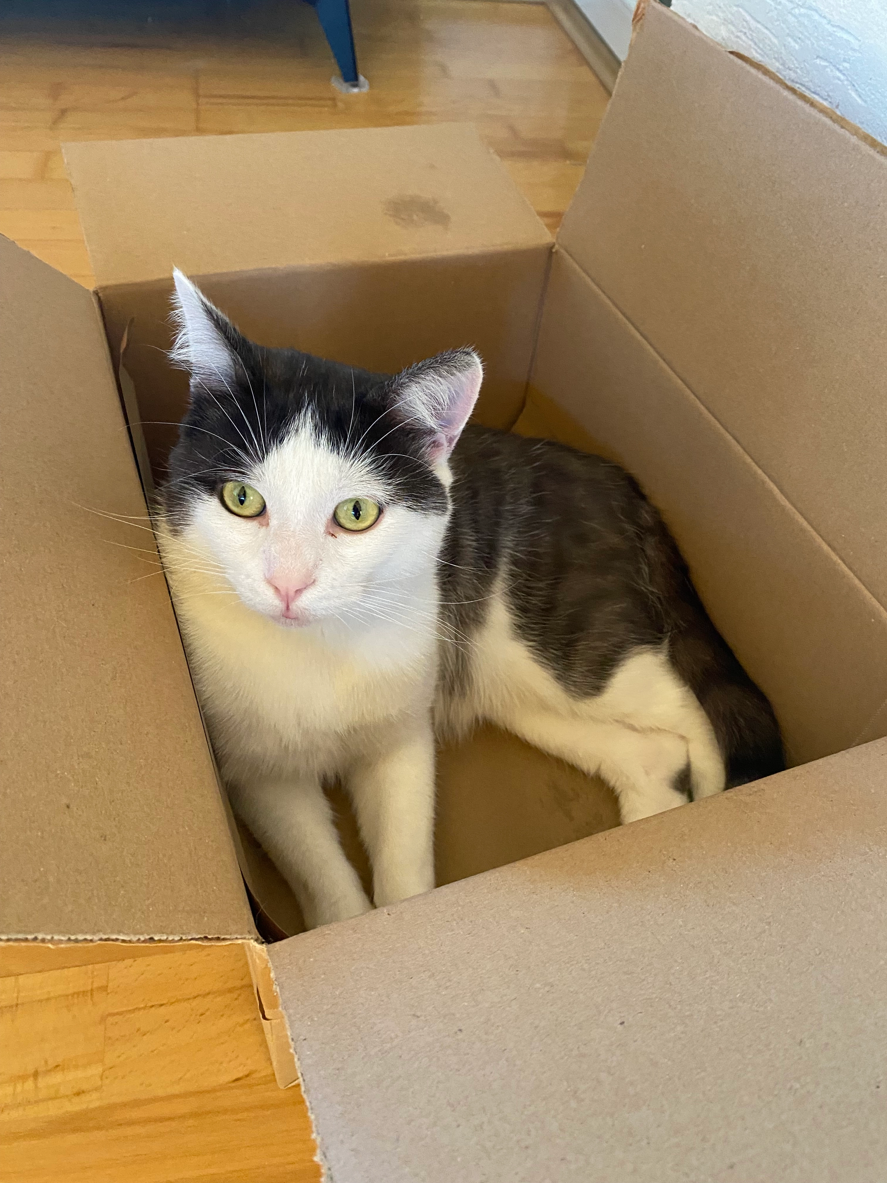 Drago - Agnes-Neuhaus-Straße, Graben-Neudorf