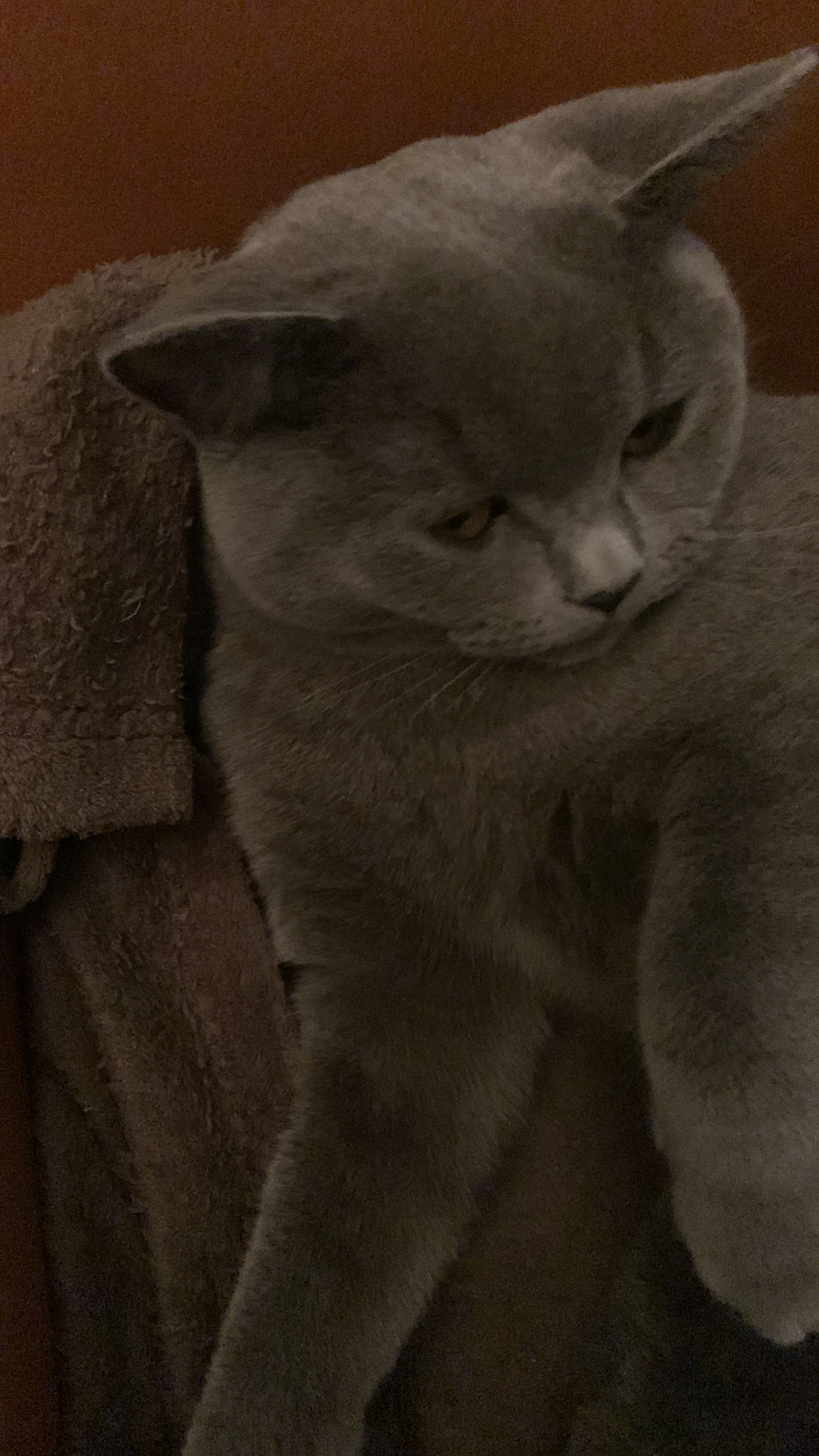 Ollie - Geistingen, Kinrooi