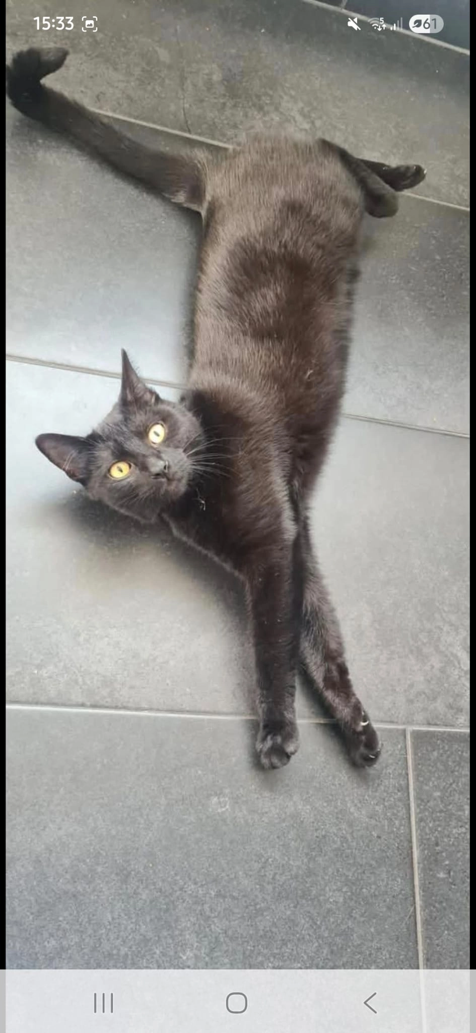 Milou  - Vaerestraat 54, Dentergem