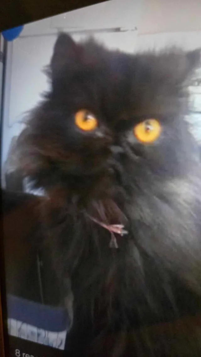 Rosie - Fountainbleu Drive, Menifee