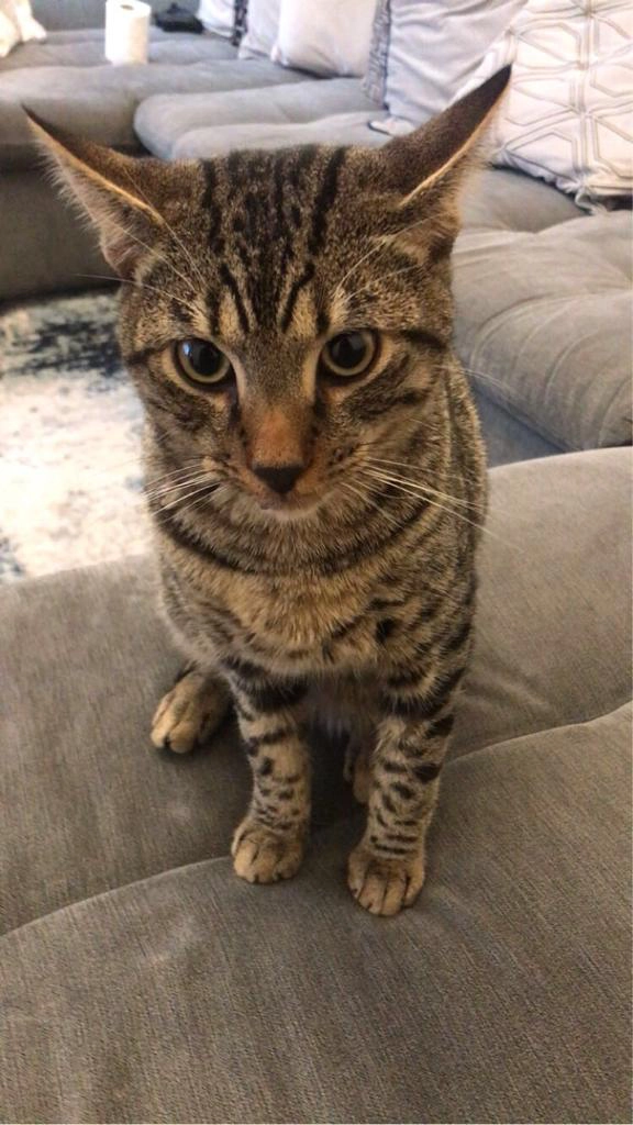 Beerus - NW10 4, London