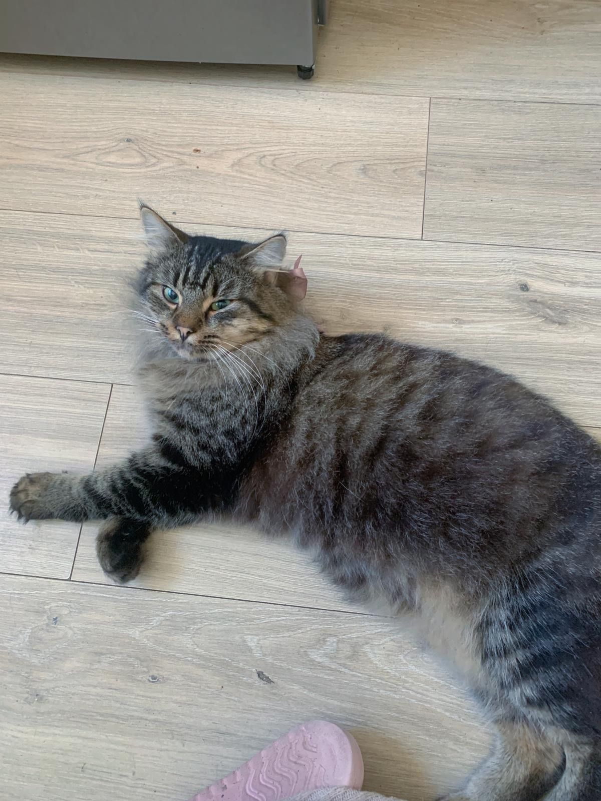 Kaya - Blaumaņa Iela, Koknese