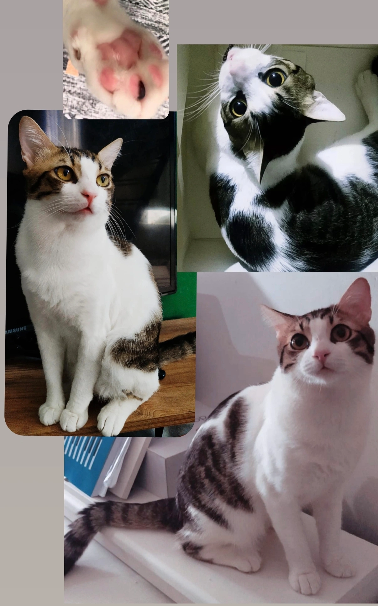 Yuki - Köprülü Sokağı, Bayrampaşa