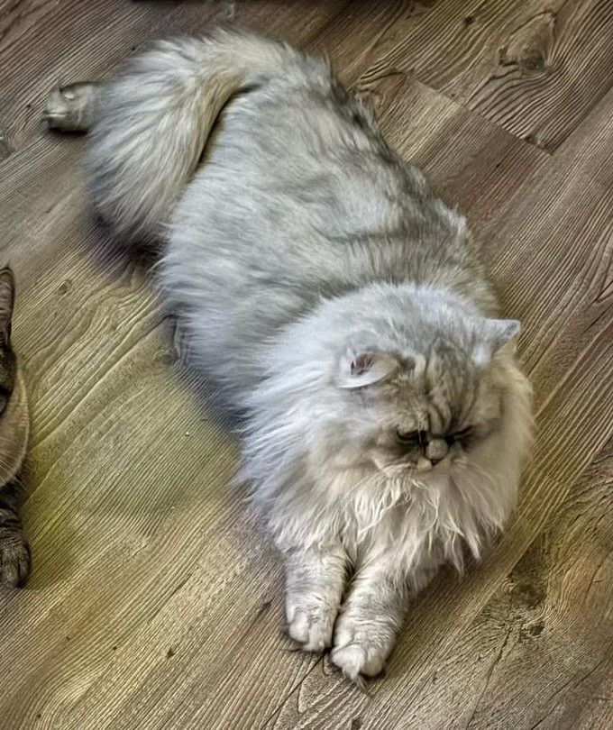 Swiffy - Forstweg, Neustadt am Rübenberge