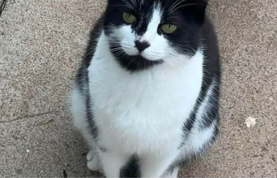 Princess  - Somerset Road, Stockton-on-Tees