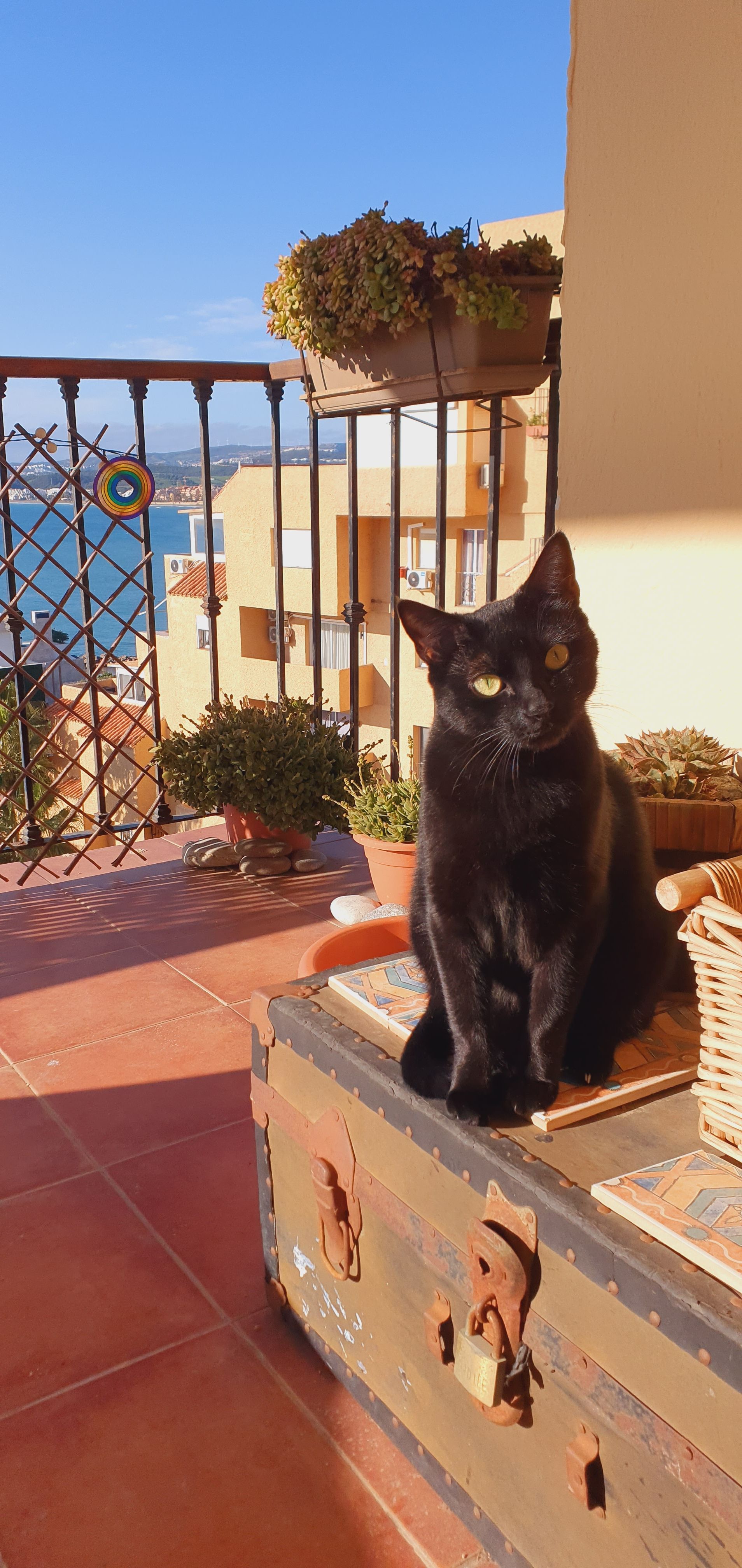 Hexie - Calle Real, Estepona