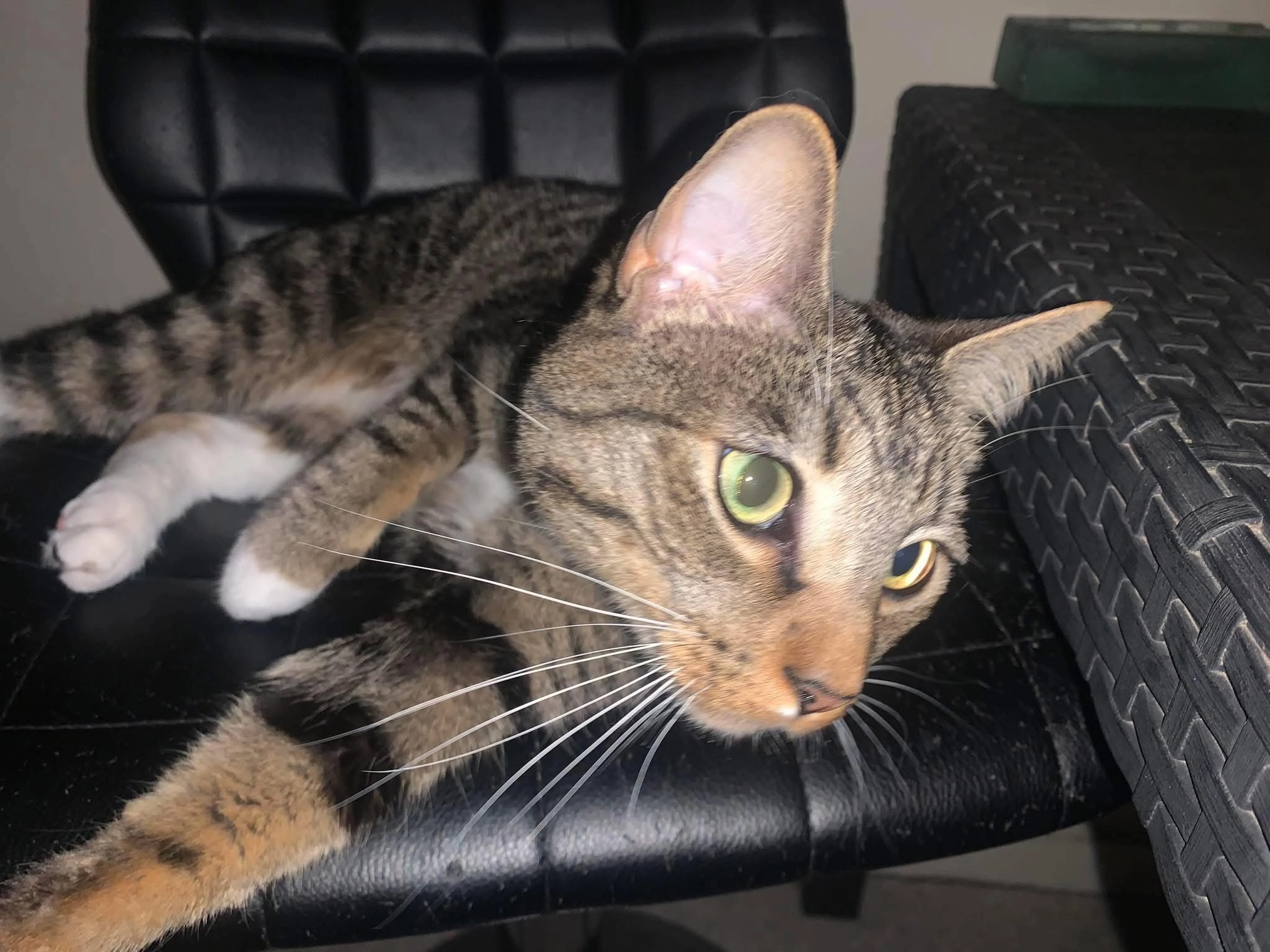 Sirius - Rue Suzanne Valadon, Vannes