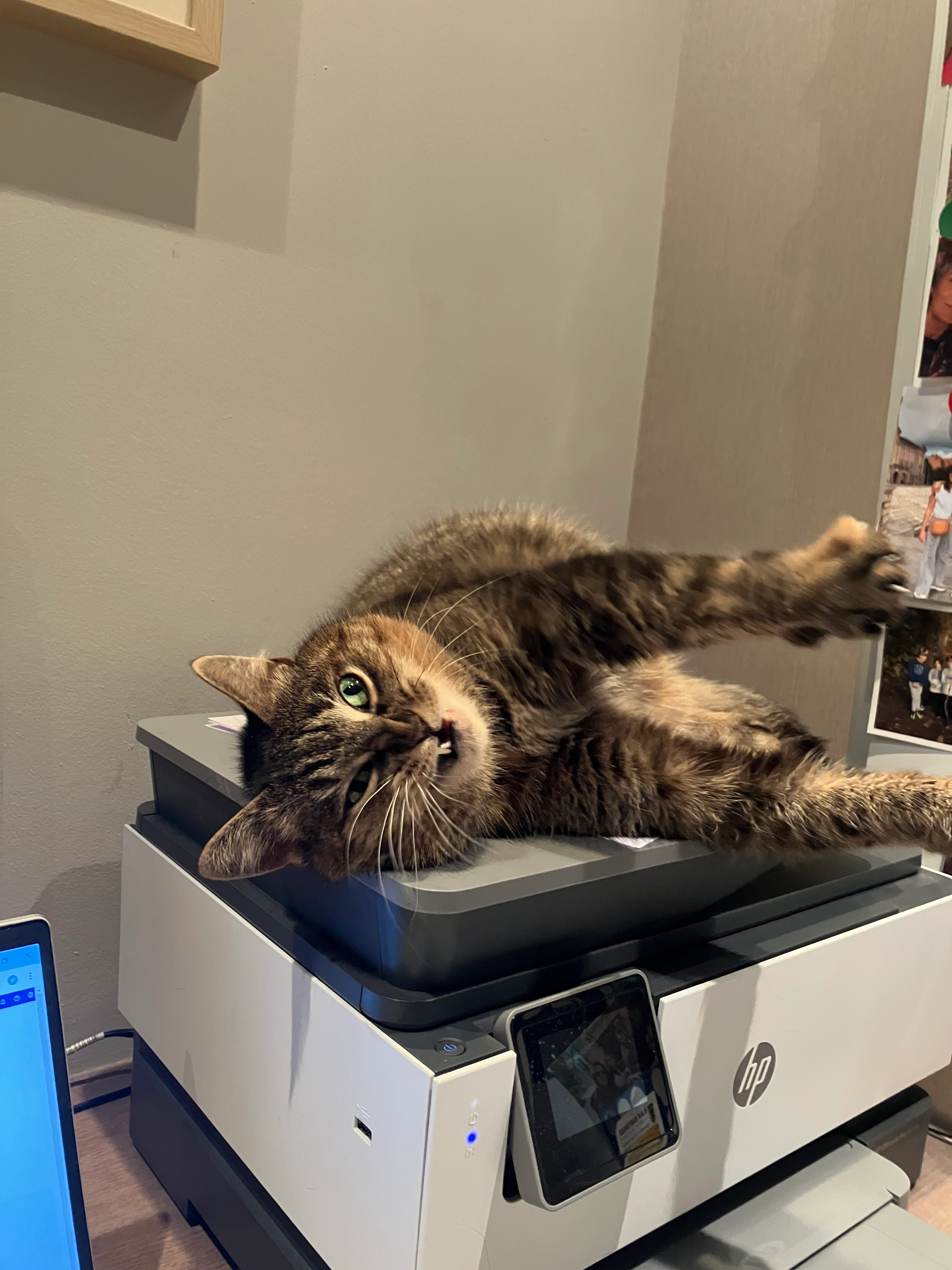 Spekkie - Berkenlaan 23, Kasterlee