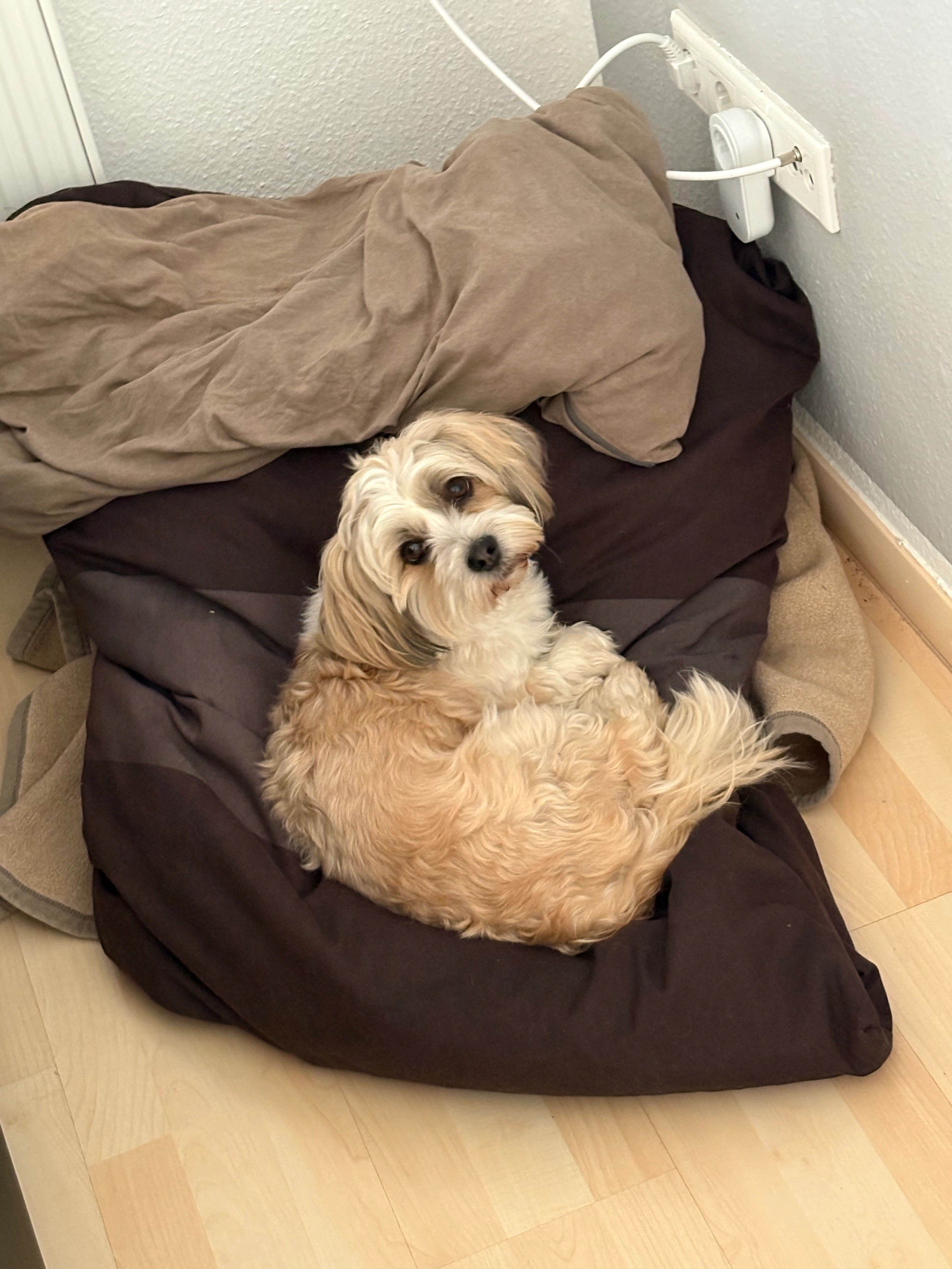 Muffin - Lenethunweg, Osnabrück