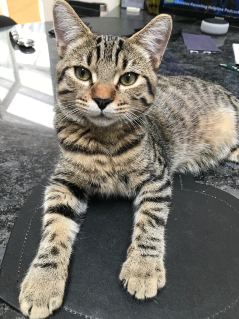 Luca - Almond Close, Basingstoke