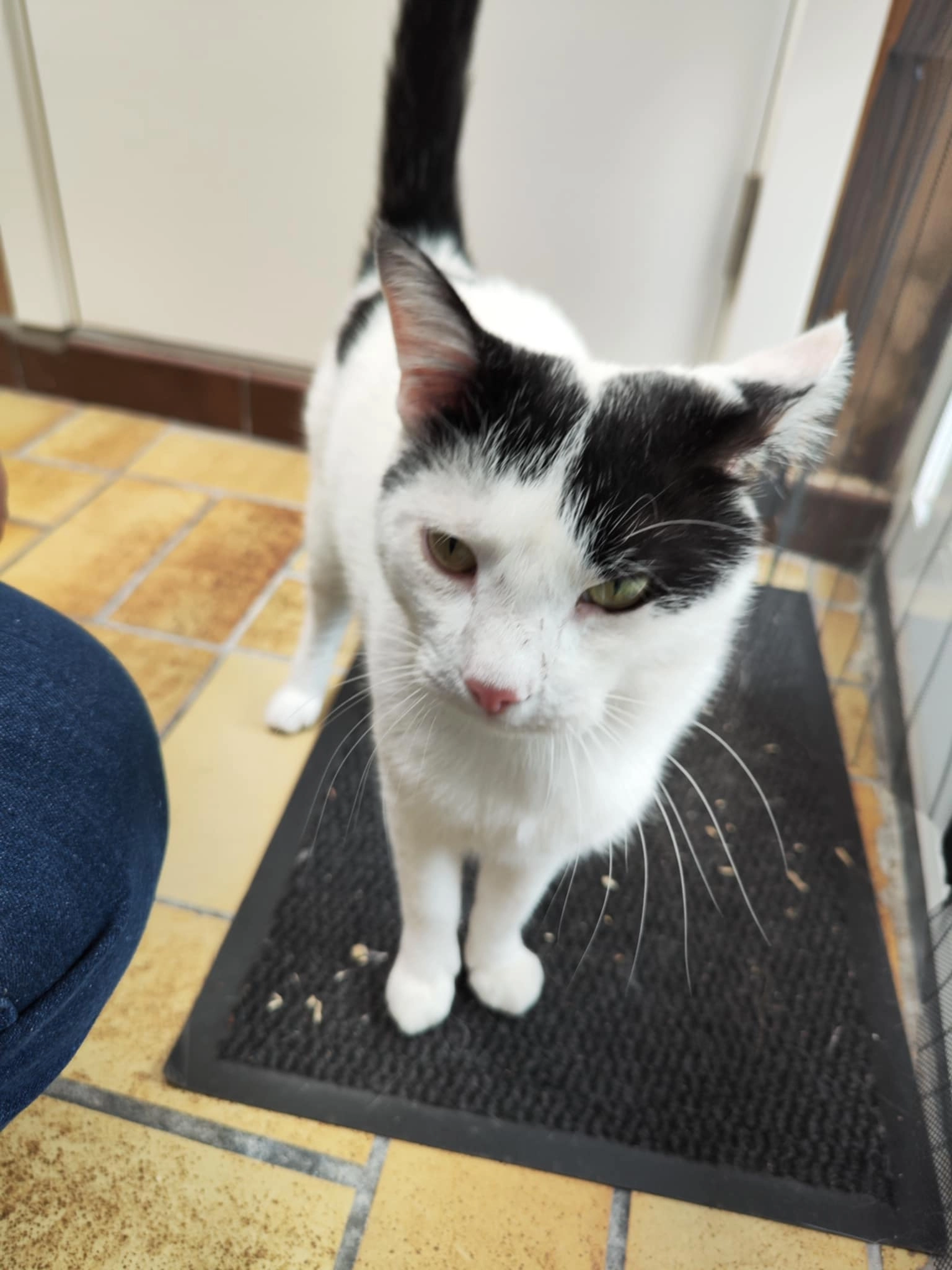 Baguera  - Sint-Eloistraat, Moeskroen