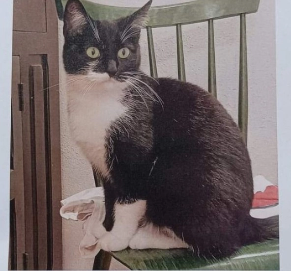 Kimba - Tiefenbachhofstraße 29, Salzburg