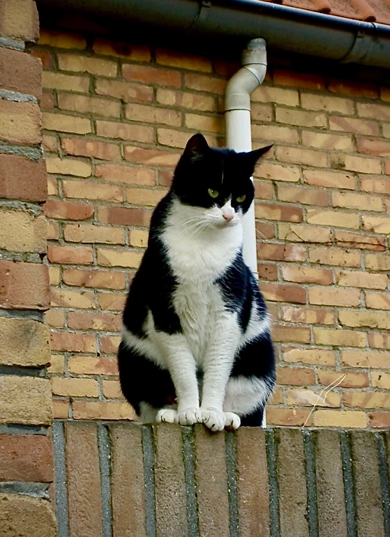 Minous - Hofstraat, Eindhoven