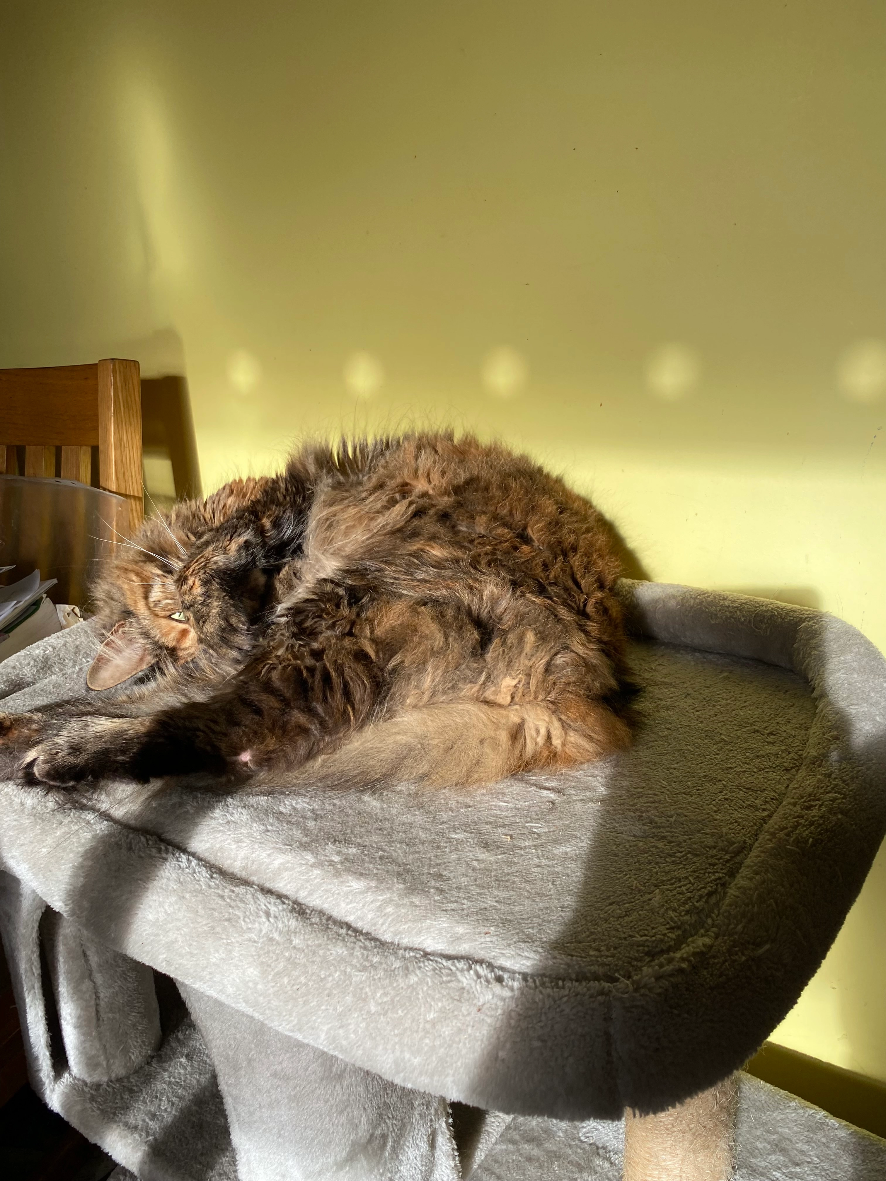 Mishka - Harris Street, Stoke-on-Trent