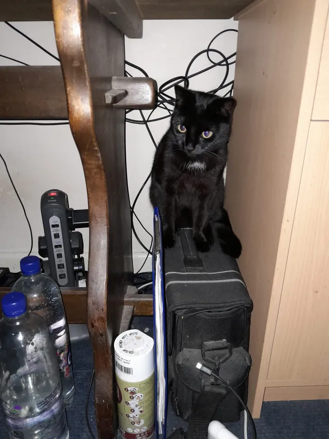 Sooty - Blenheim Road, Taunton