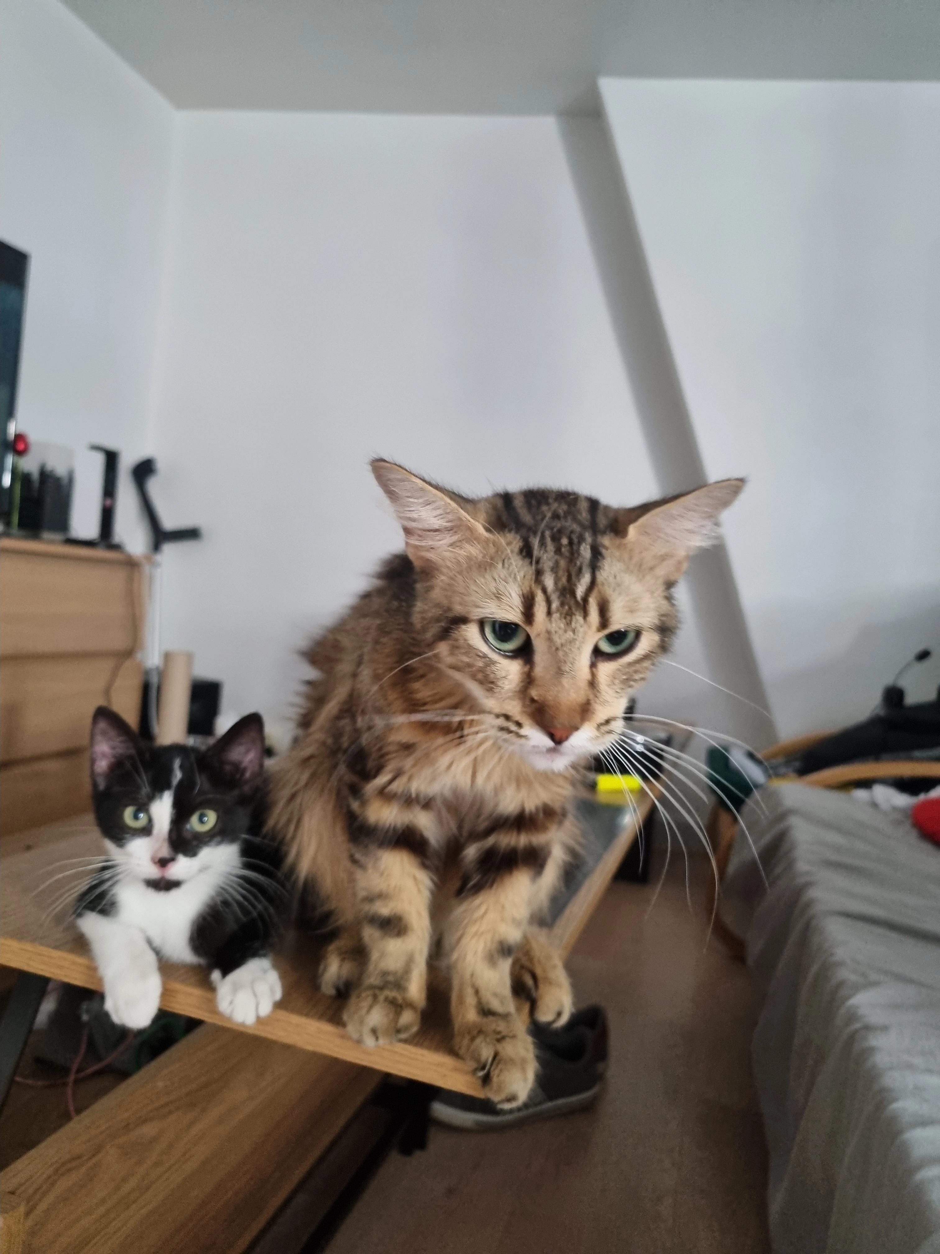 Scar - Rue de la Croix Verte, Saumur